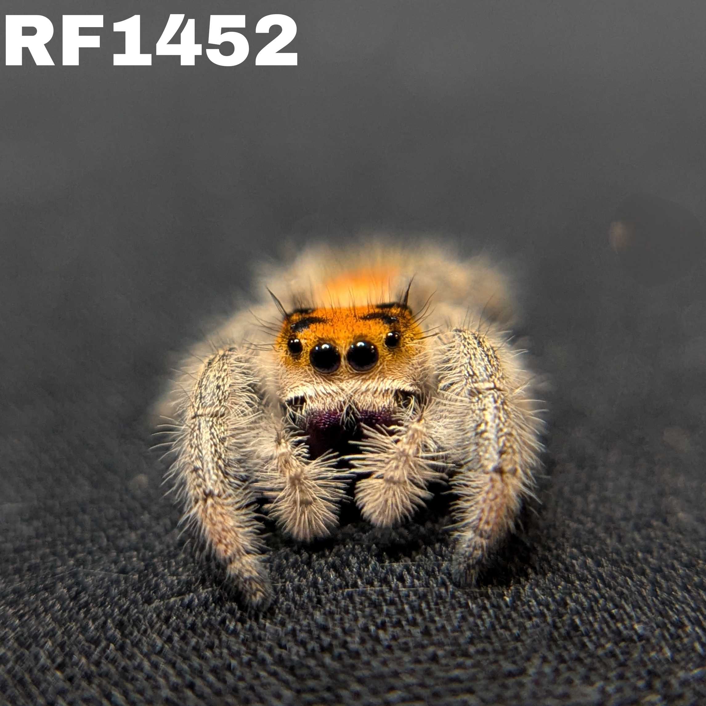 Regal Jumping Spider "Spicy"