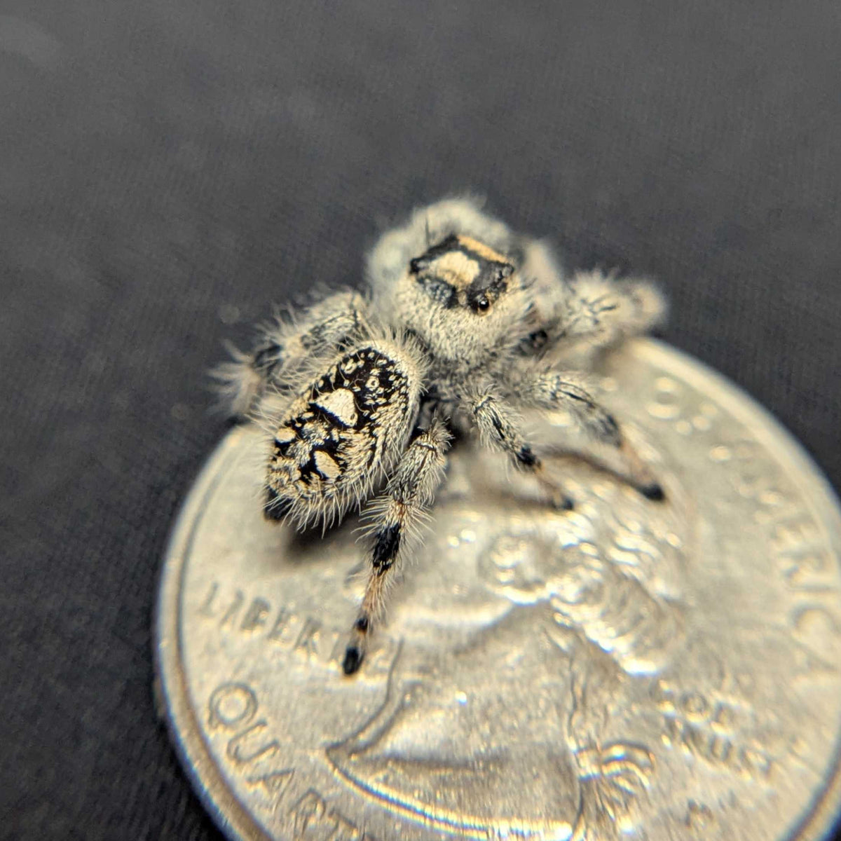 Regal Jumping Spider "Ivyplum"