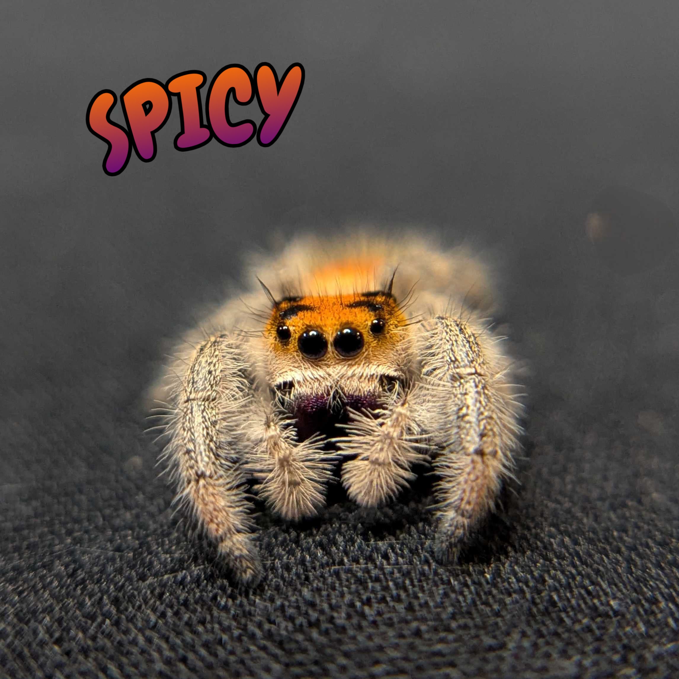 Regal Jumping Spider "Spicy"