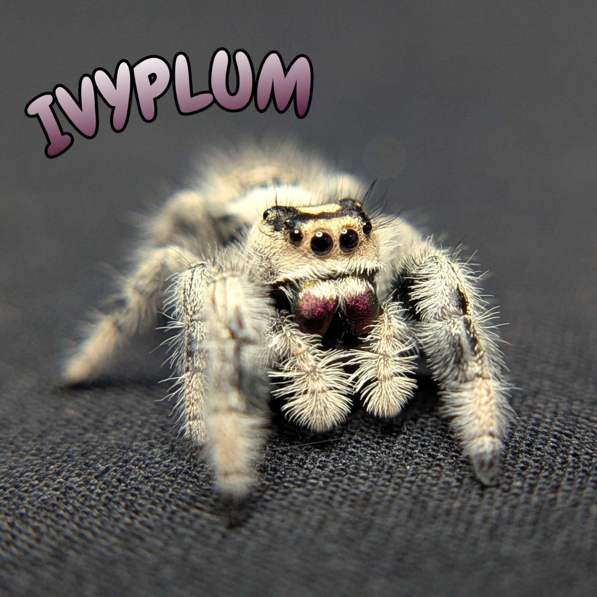 Regal Jumping Spider "Ivyplum"