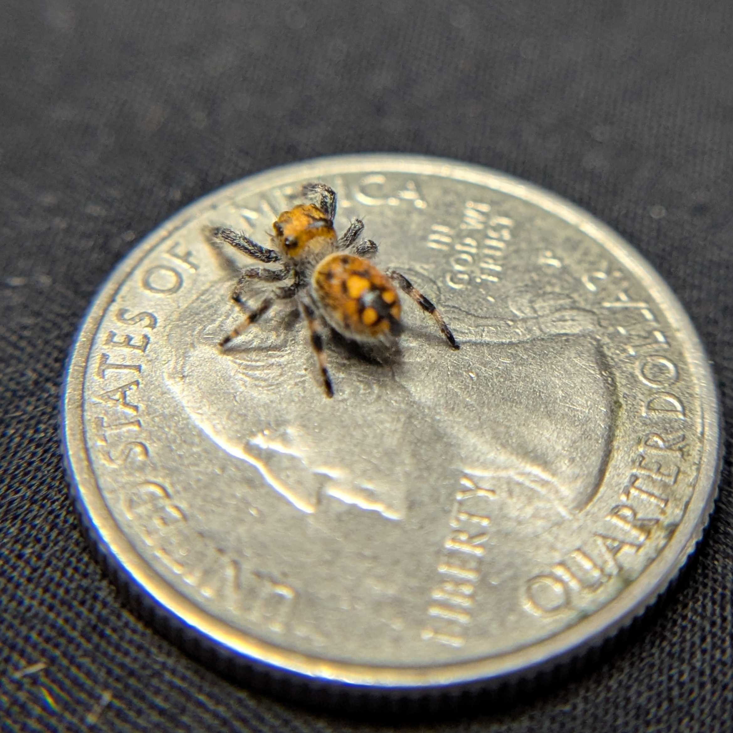 Regal Jumping Spider "Cheetah"