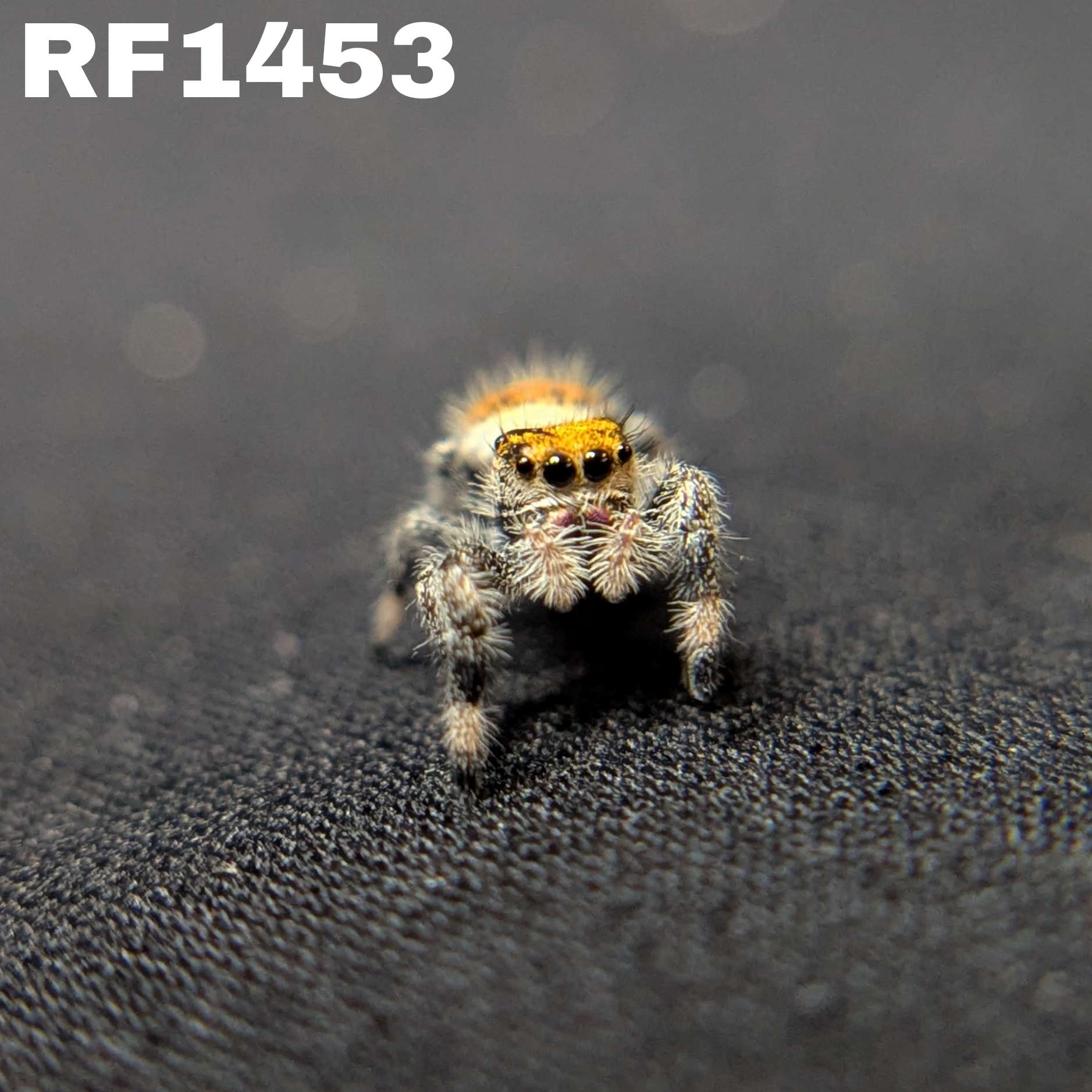 Regal Jumping Spider "Cheetah"