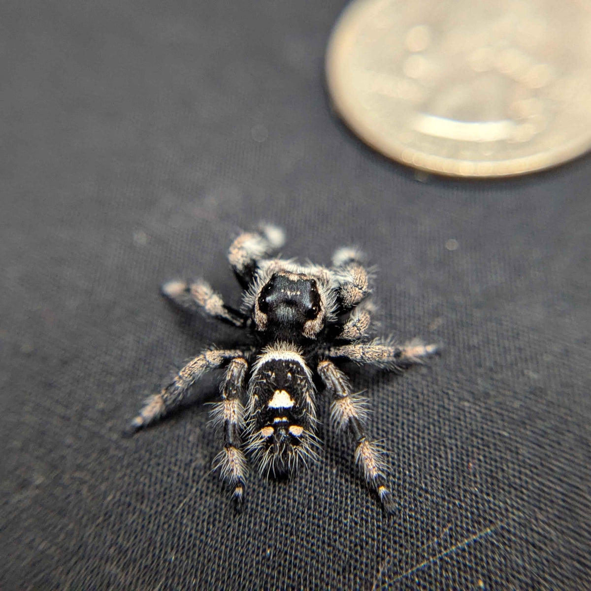 Regal Jumping Spider “Haze”