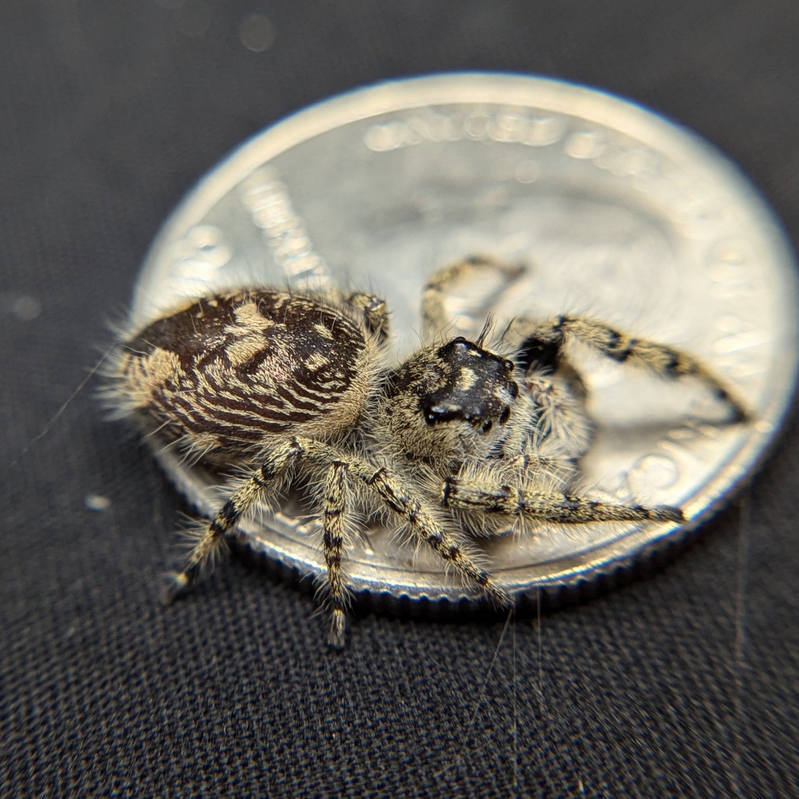 Otiosus Jumping Spider “Cobbler”