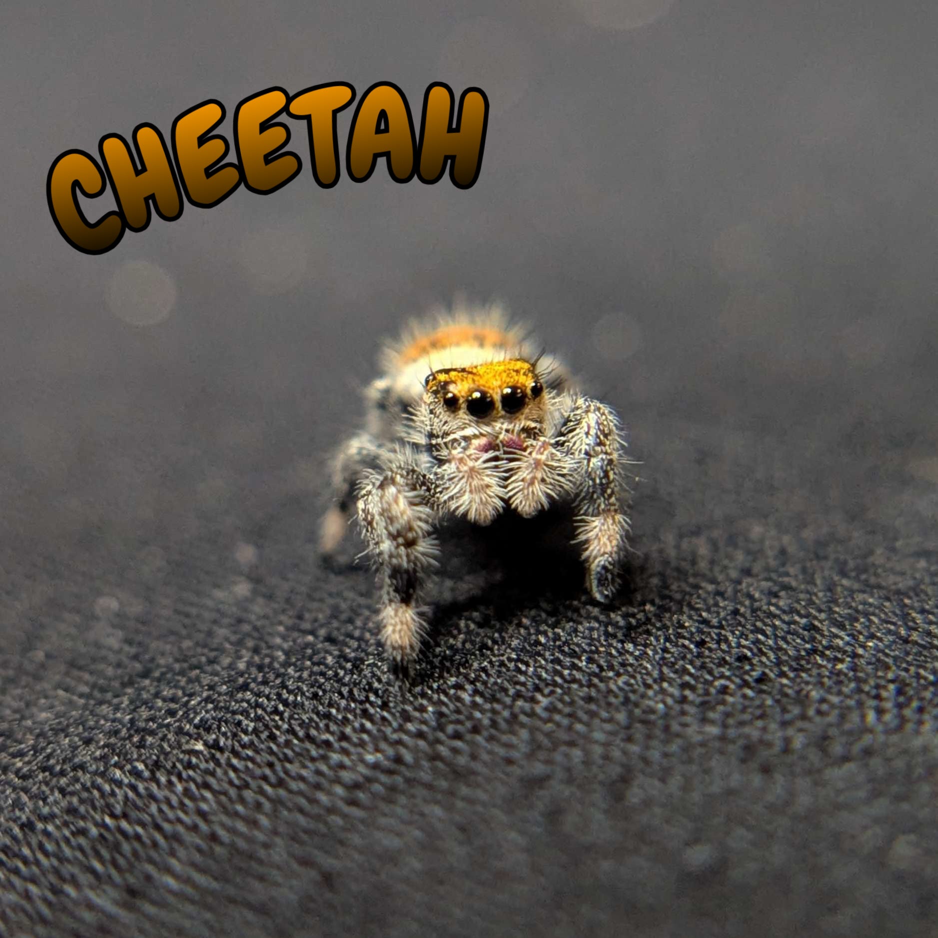 Regal Jumping Spider "Cheetah"