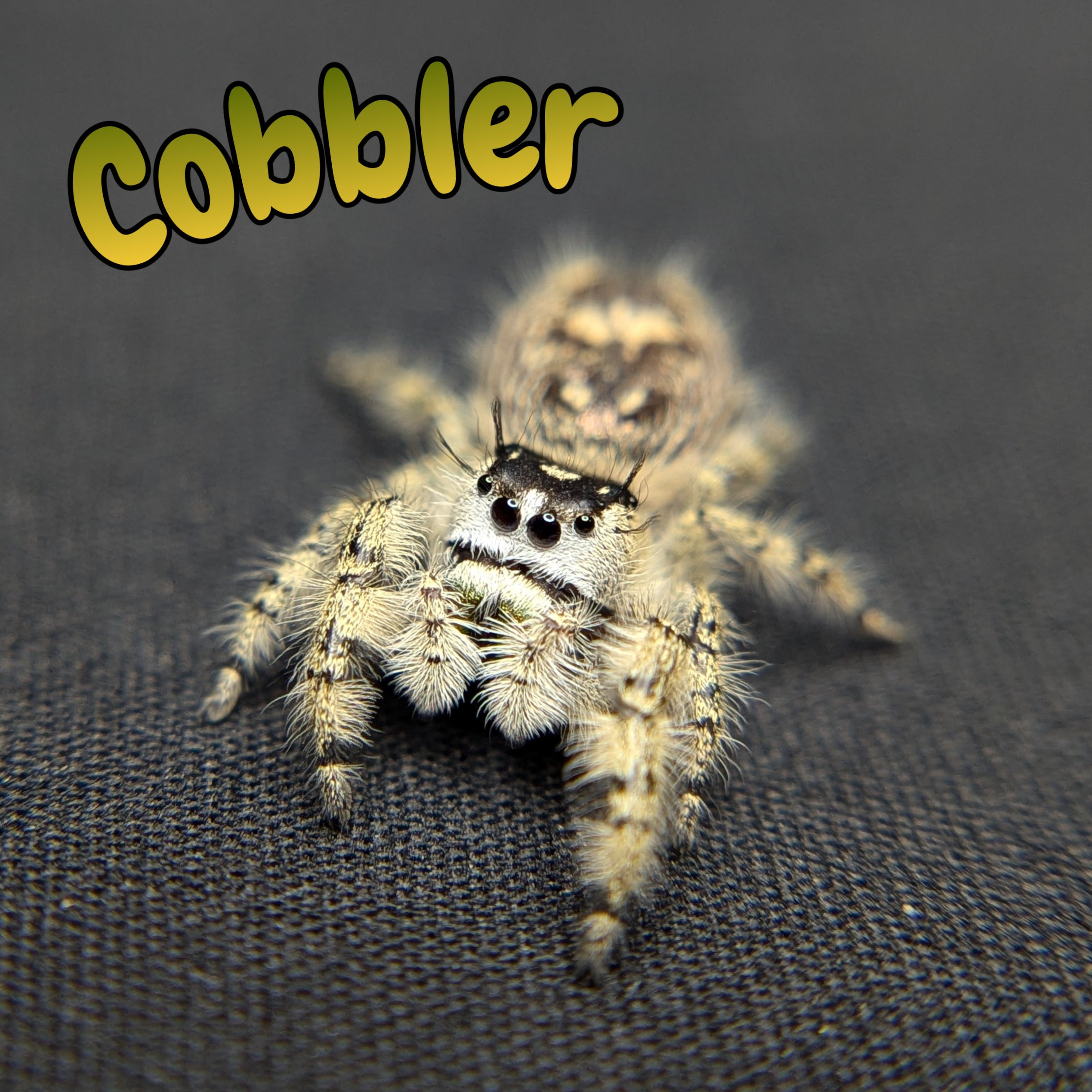 Otiosus Jumping Spider “Cobbler”