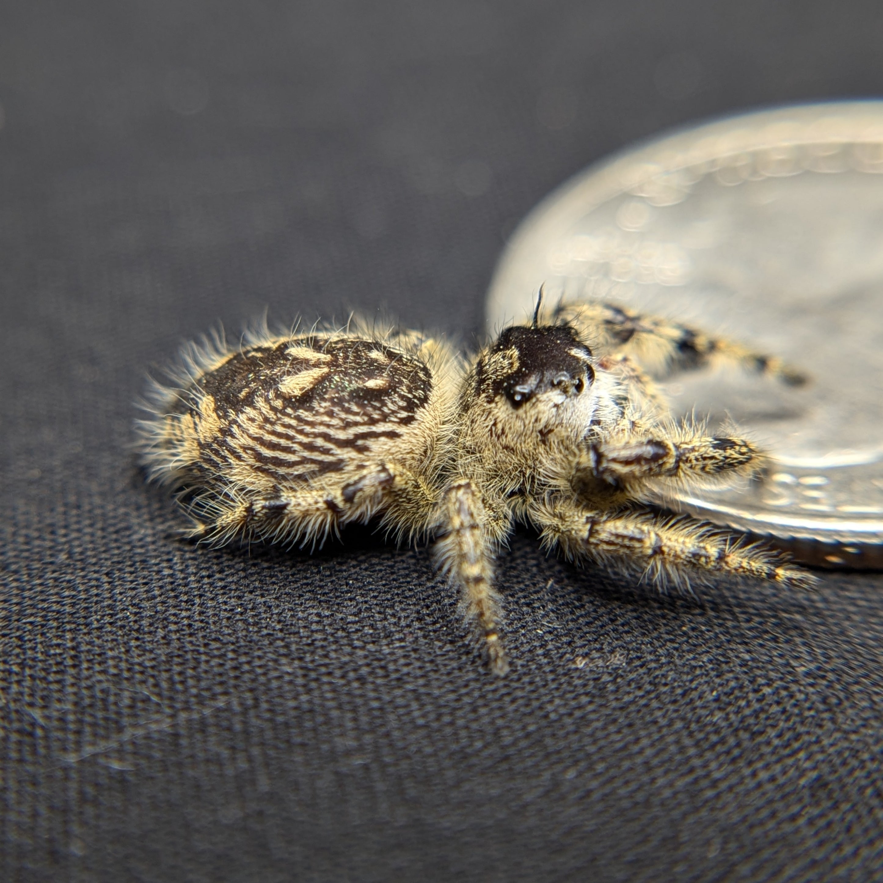 Otiosus Jumping Spider “Nougat”