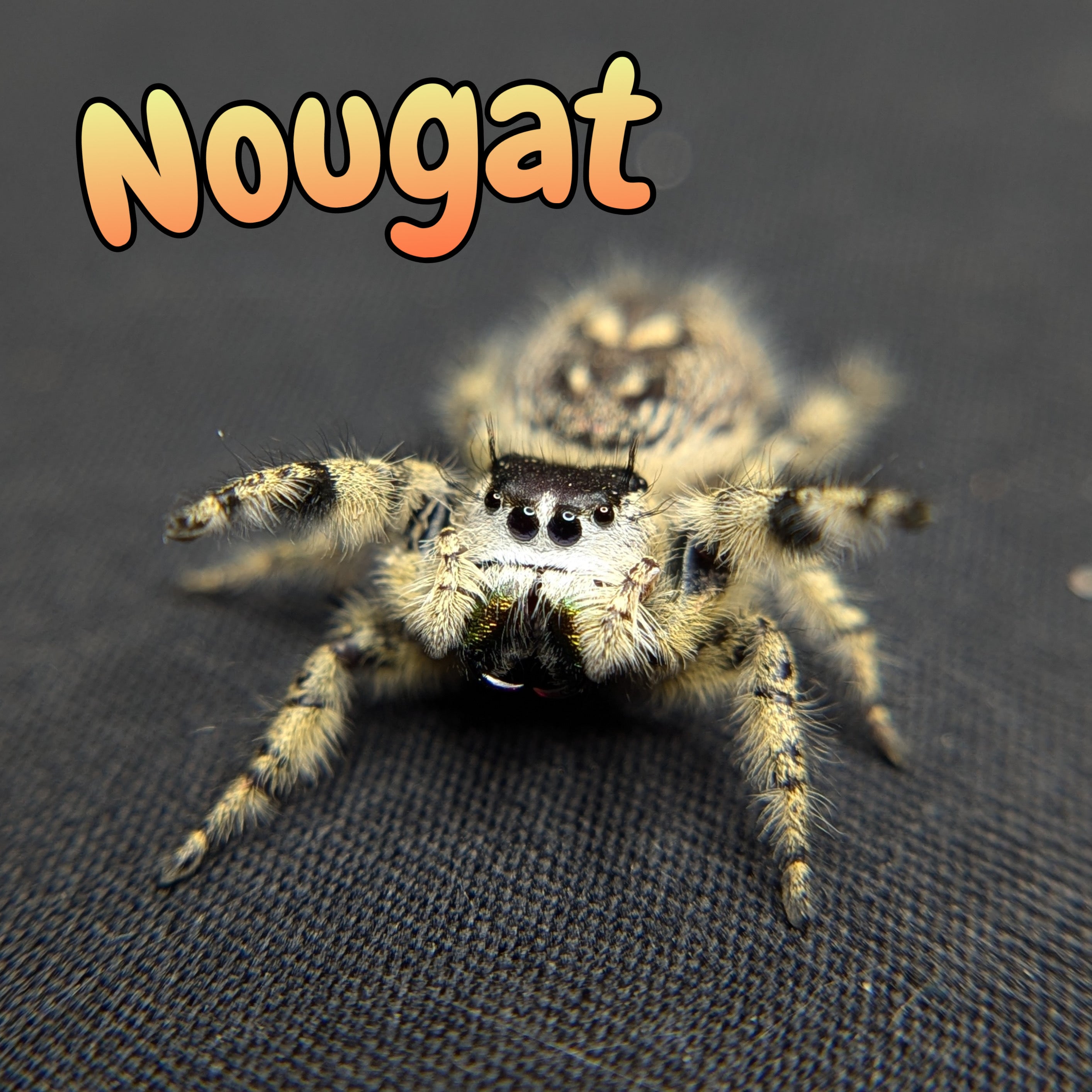 Otiosus Jumping Spider “Nougat”