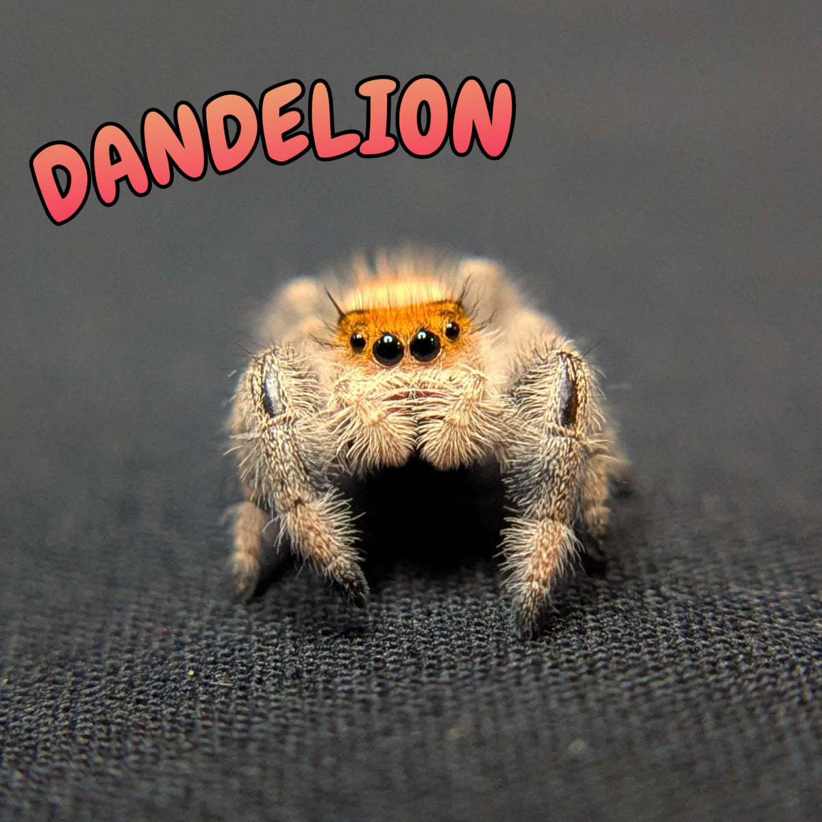 Regal Jumping Spider "Dandelion"
