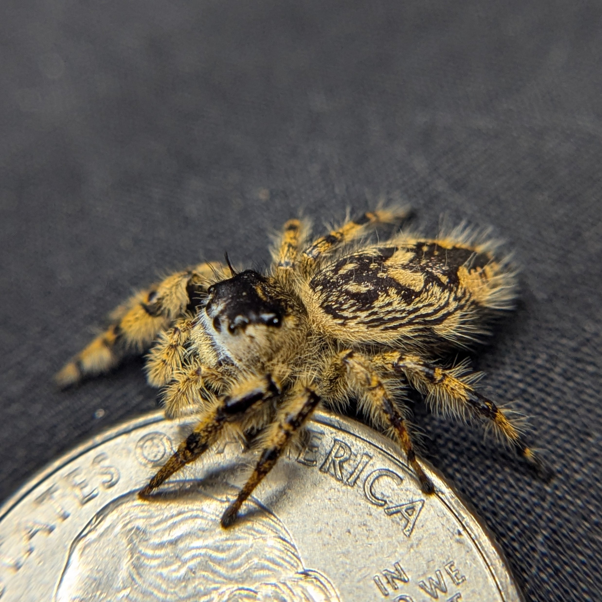 Otiosus Jumping Spider “Sunset Sorbet”