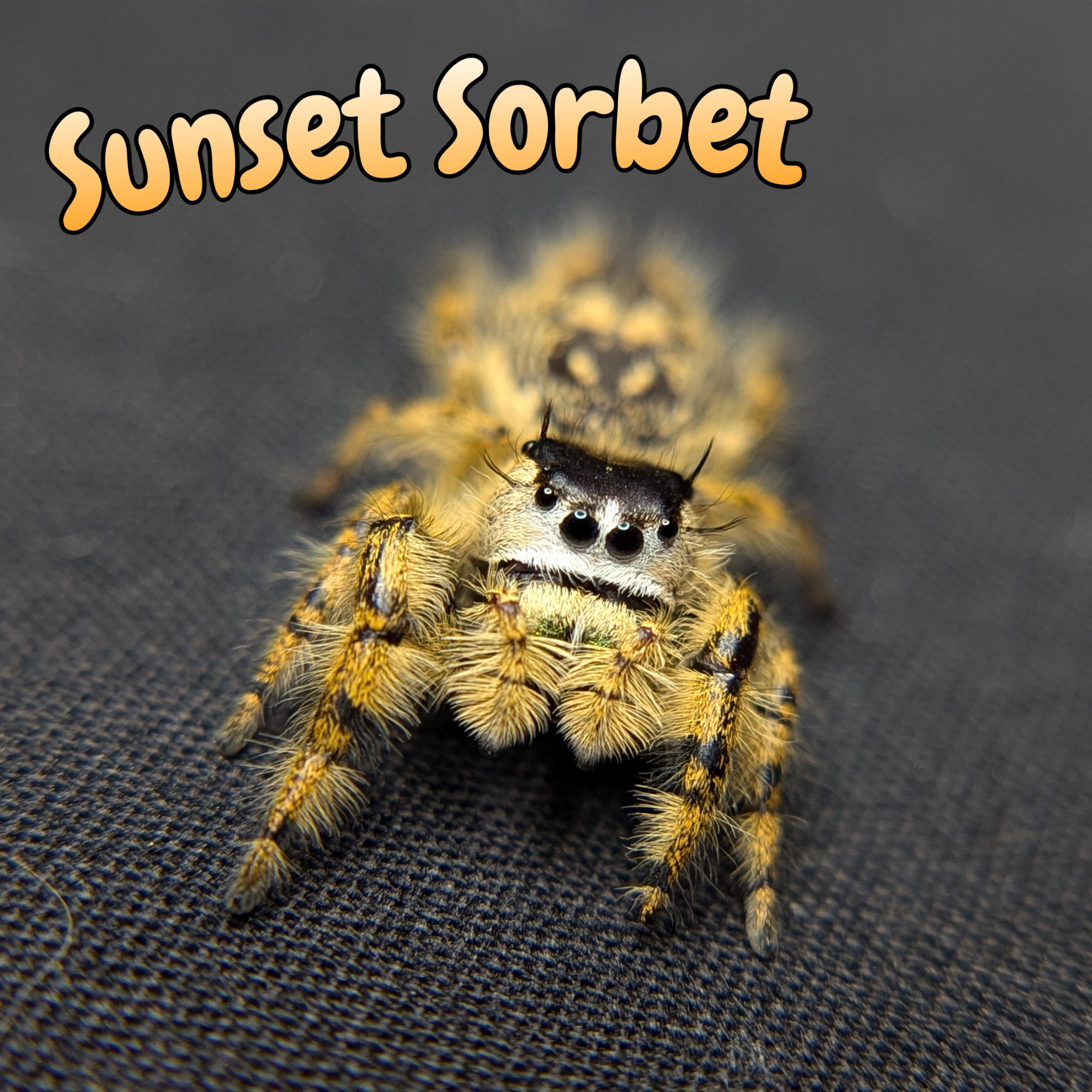 Otiosus Jumping Spider “Sunset Sorbet”