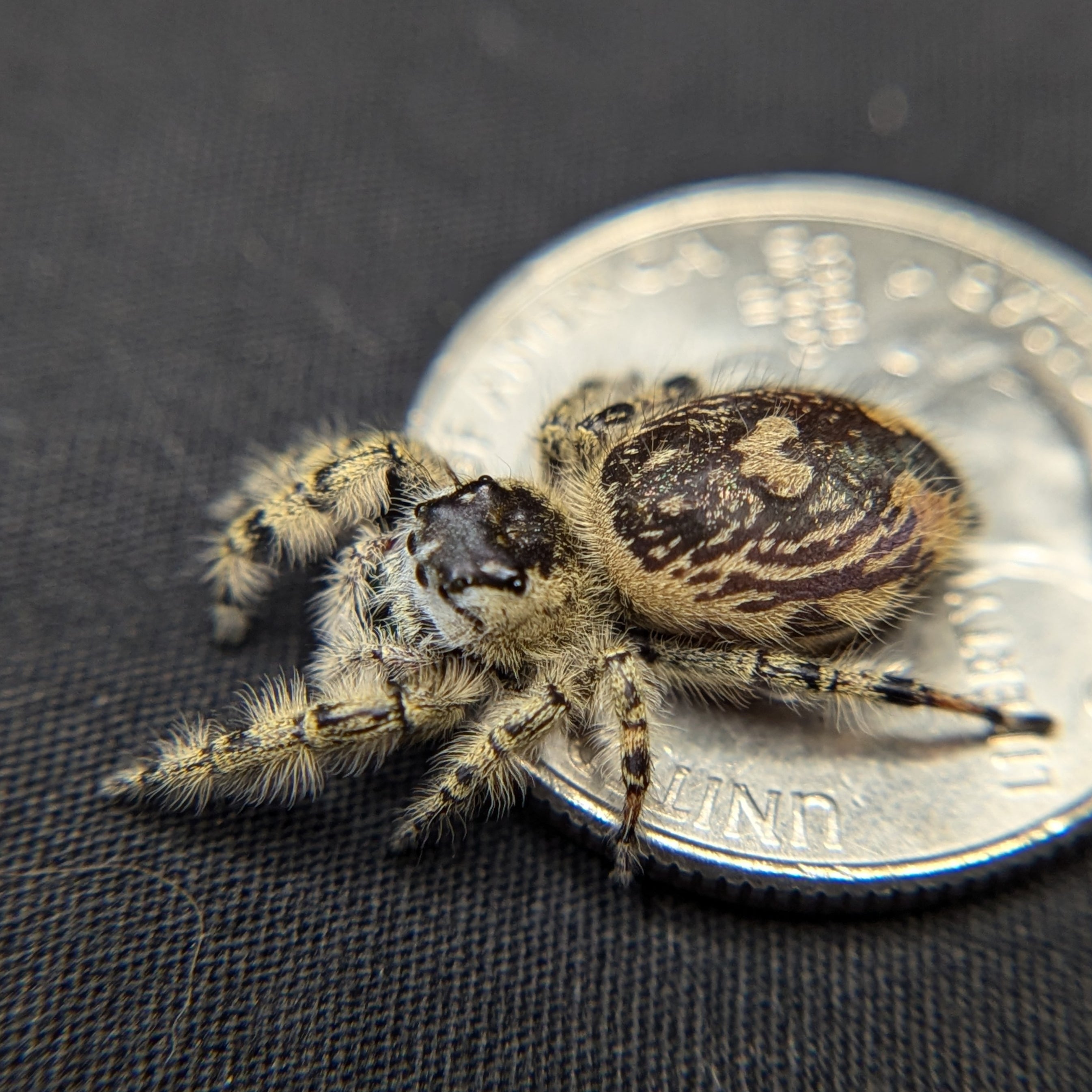 Otiosus Jumping Spider “Sugar Kiss”