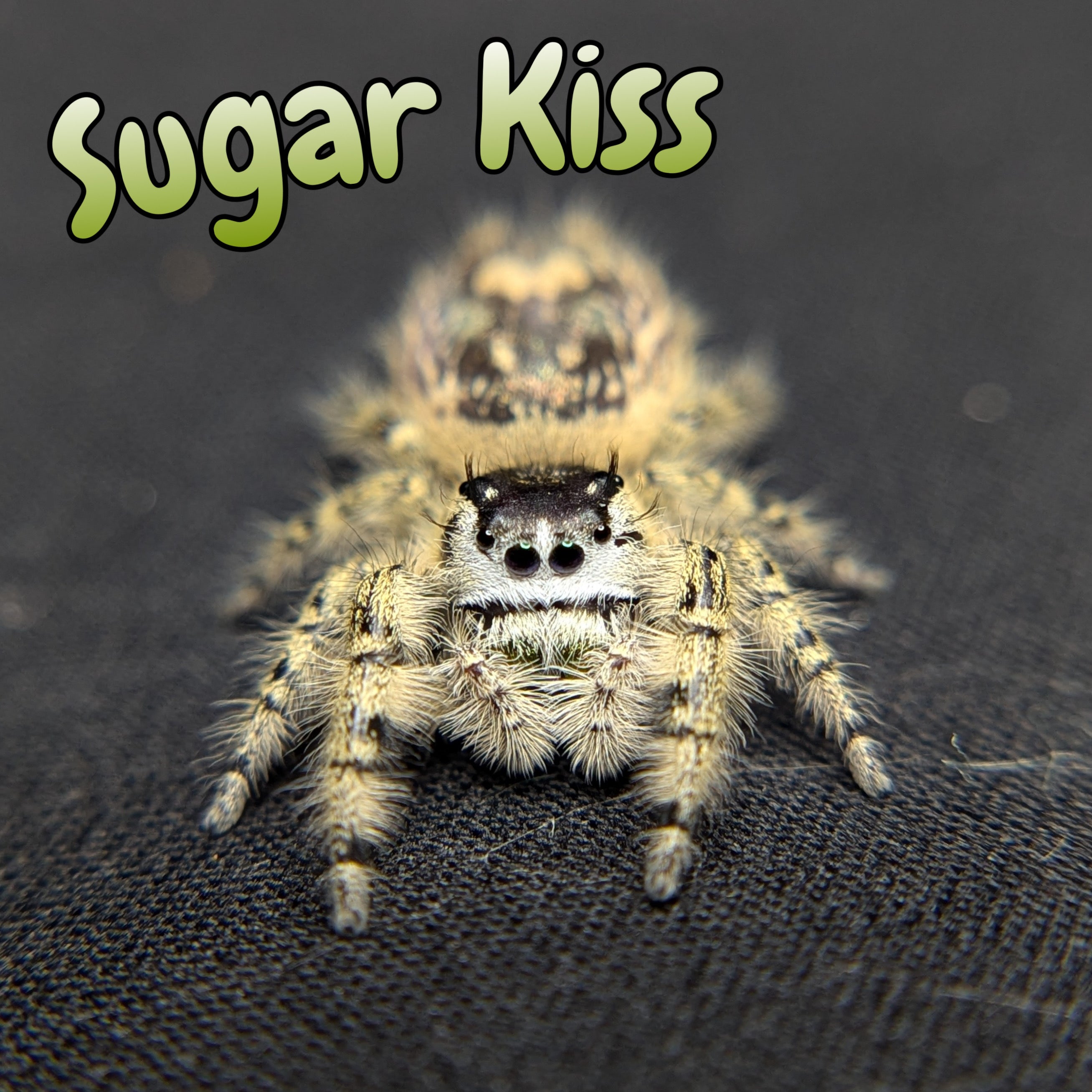 Otiosus Jumping Spider “Sugar Kiss”