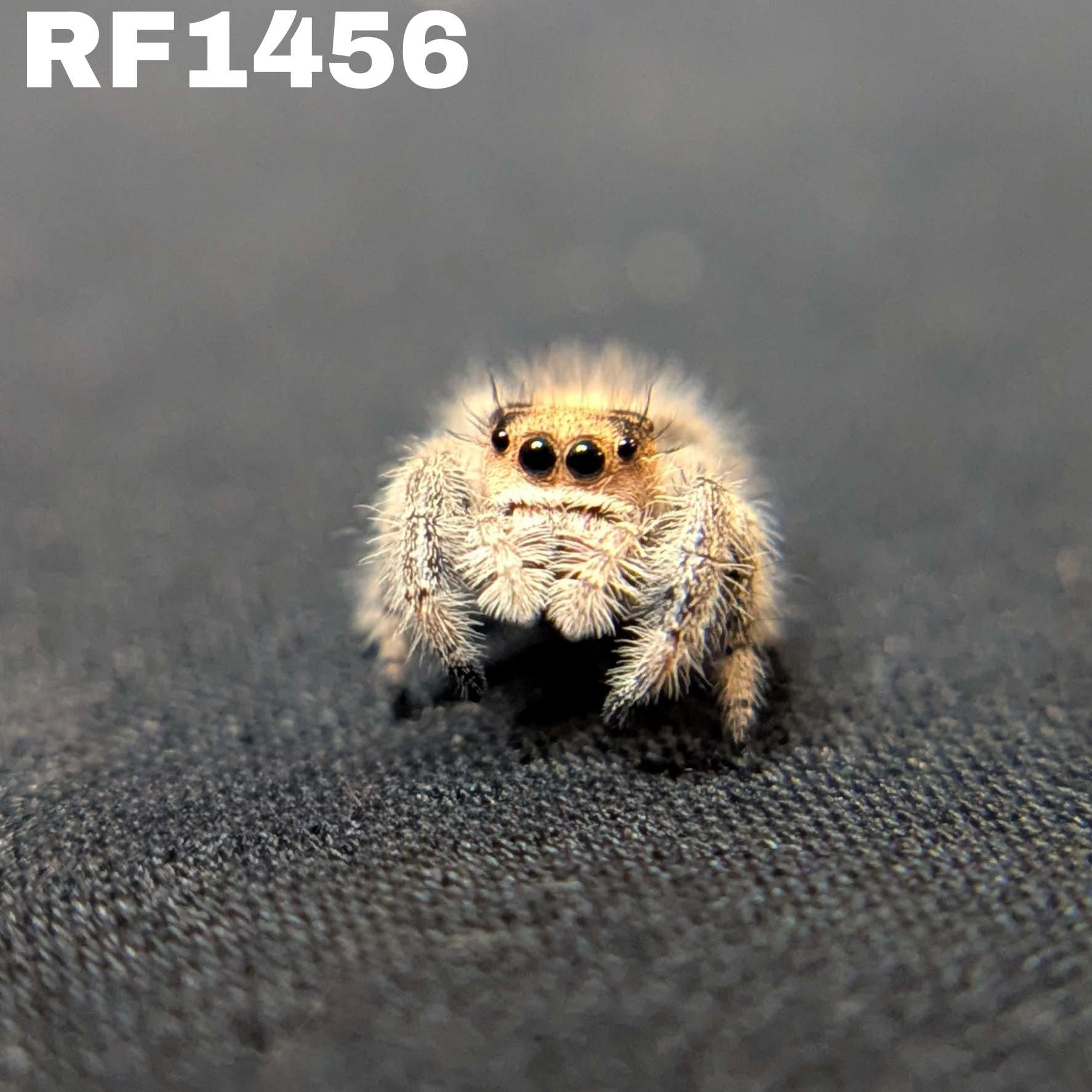 Regal Jumping Spider "Matilda"