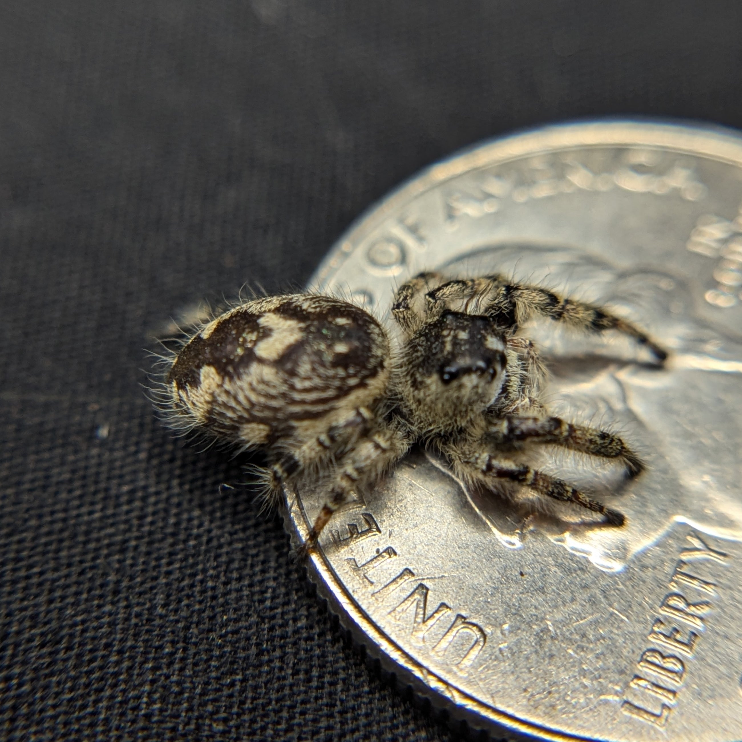 Otiosus Jumping Spider “Éclair”