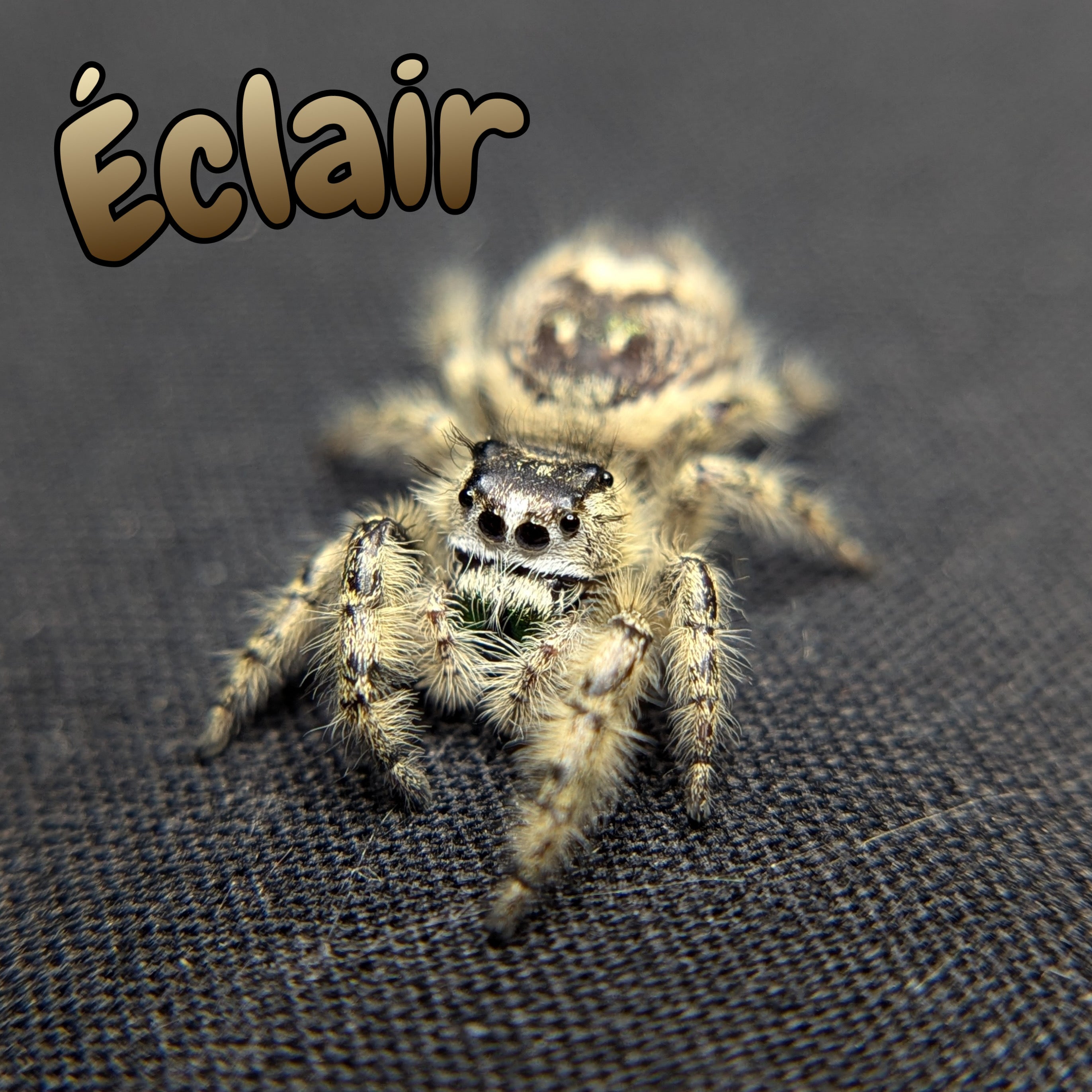 Otiosus Jumping Spider “Éclair”