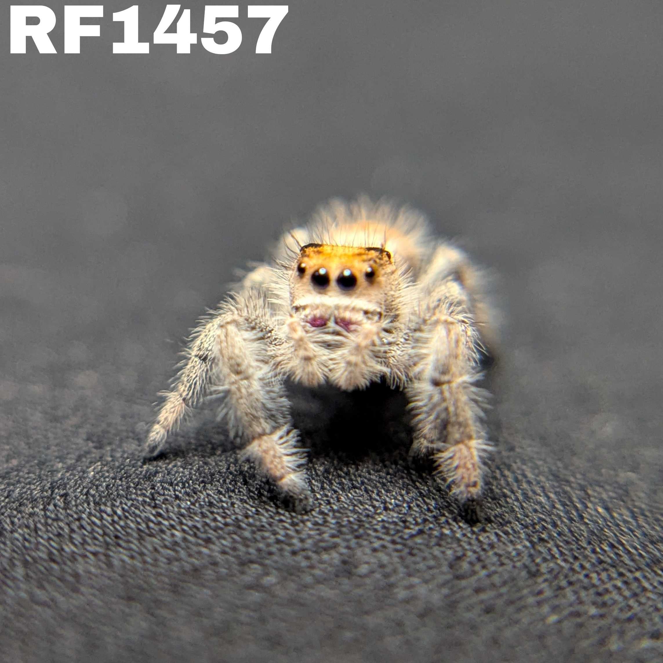 Regal Jumping Spider "Cranberry"
