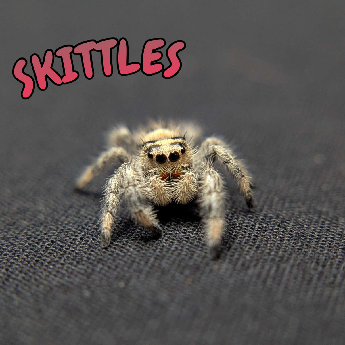 Regal Jumping Spider "Skittles"