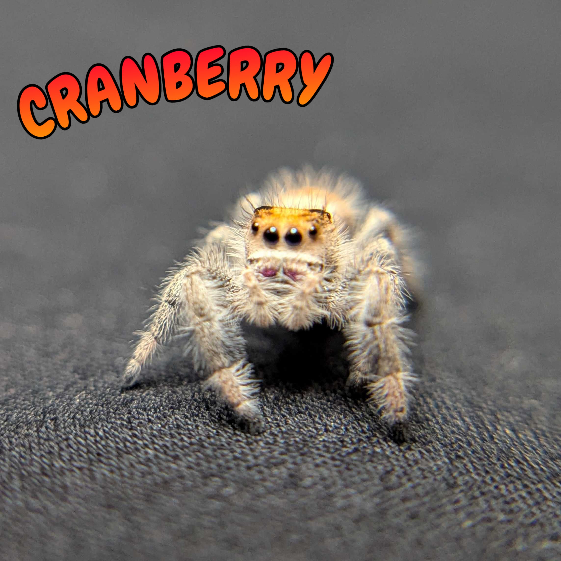 Regal Jumping Spider "Cranberry"