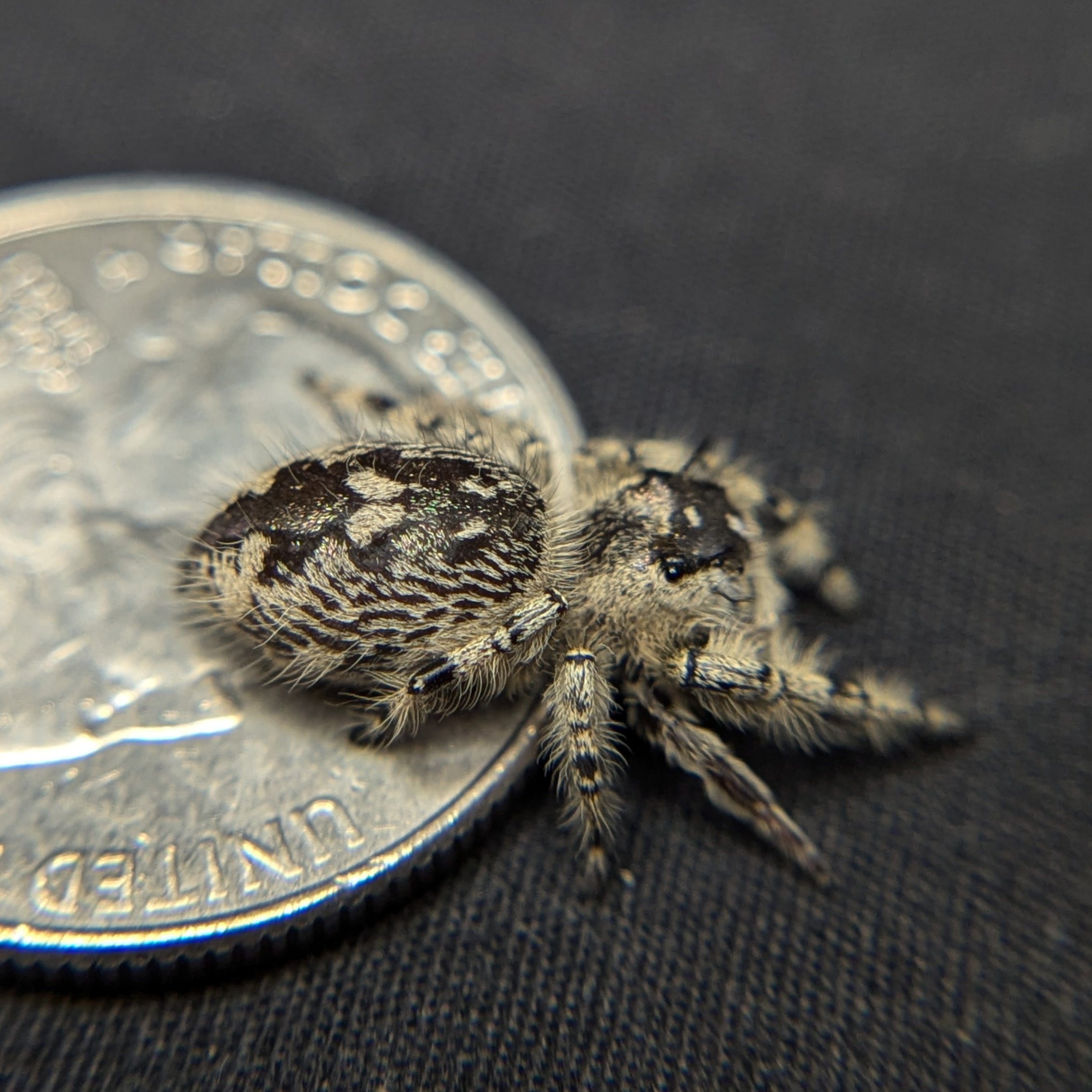 Otiosus Jumping Spider “Marsh Mellow”
