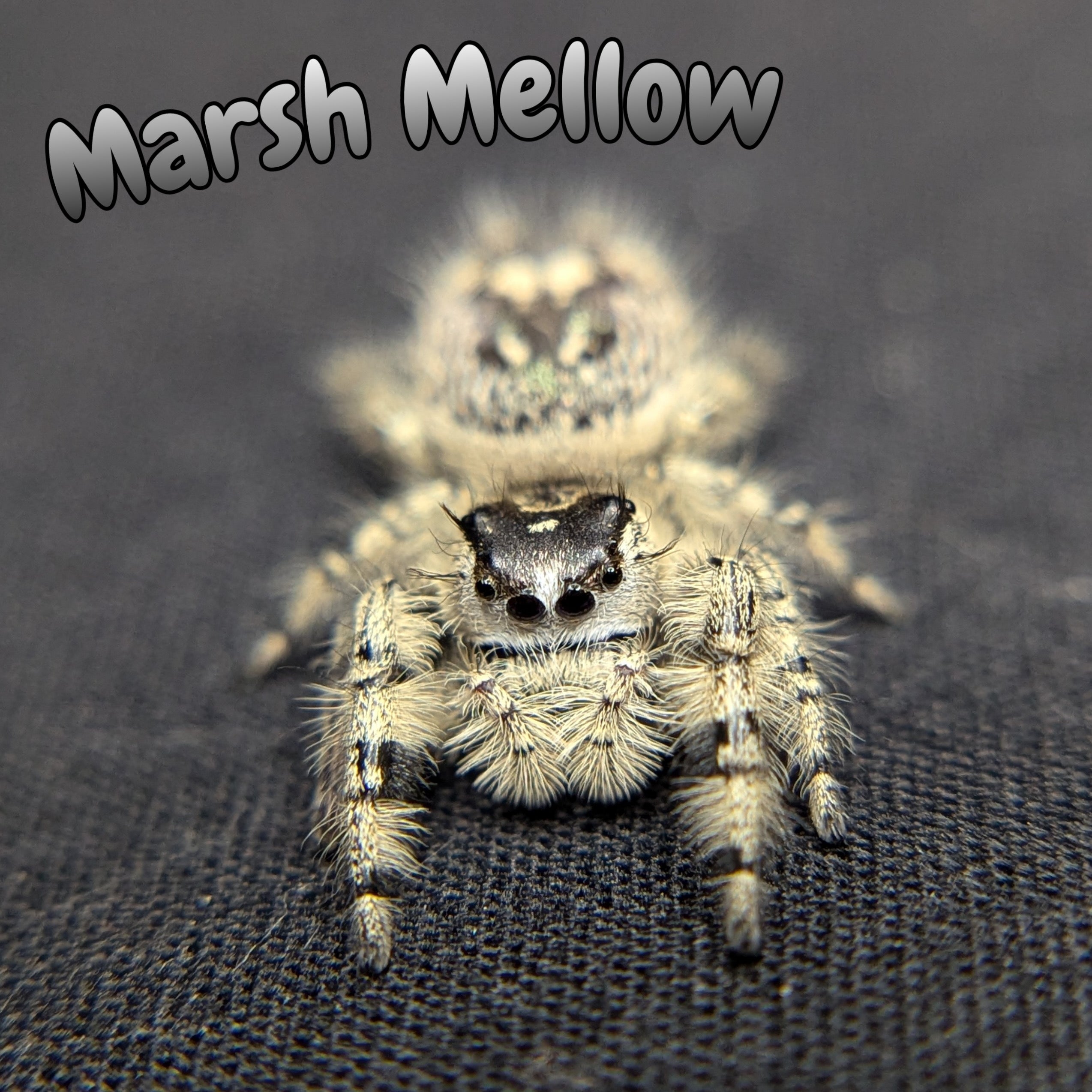 Otiosus Jumping Spider “Marsh Mellow”