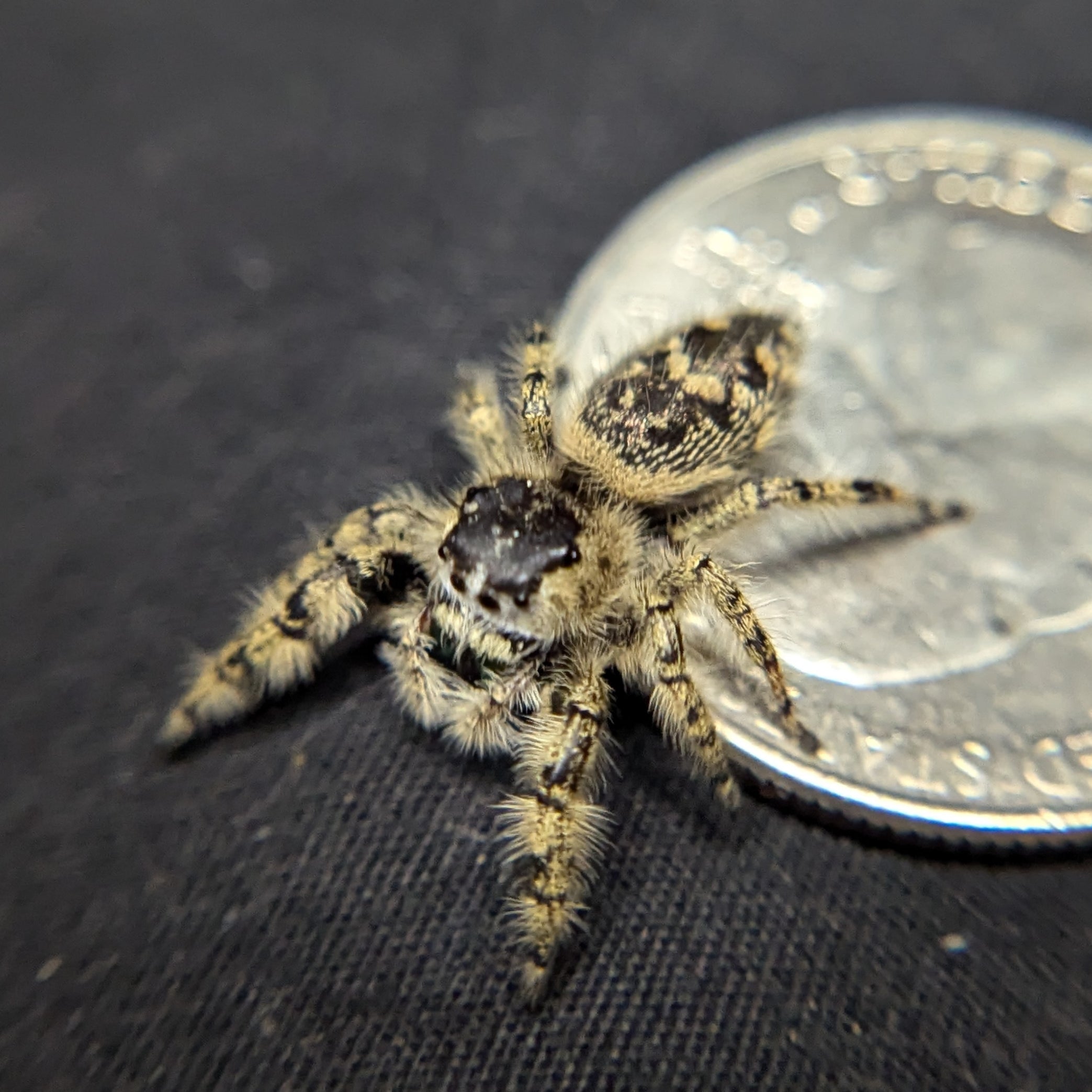 Otiosus Jumping Spider “Caramel Swirl”