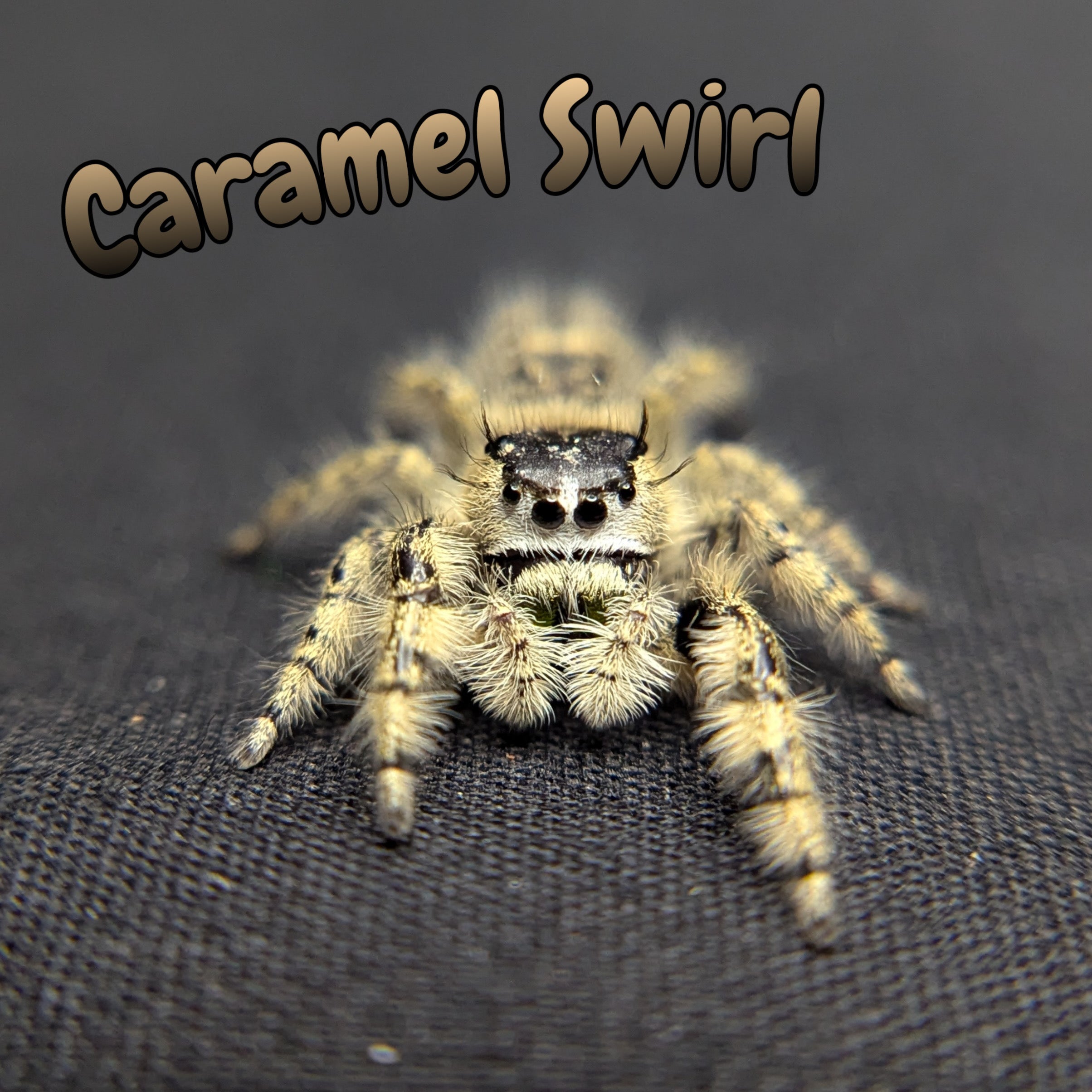 Otiosus Jumping Spider “Caramel Swirl”