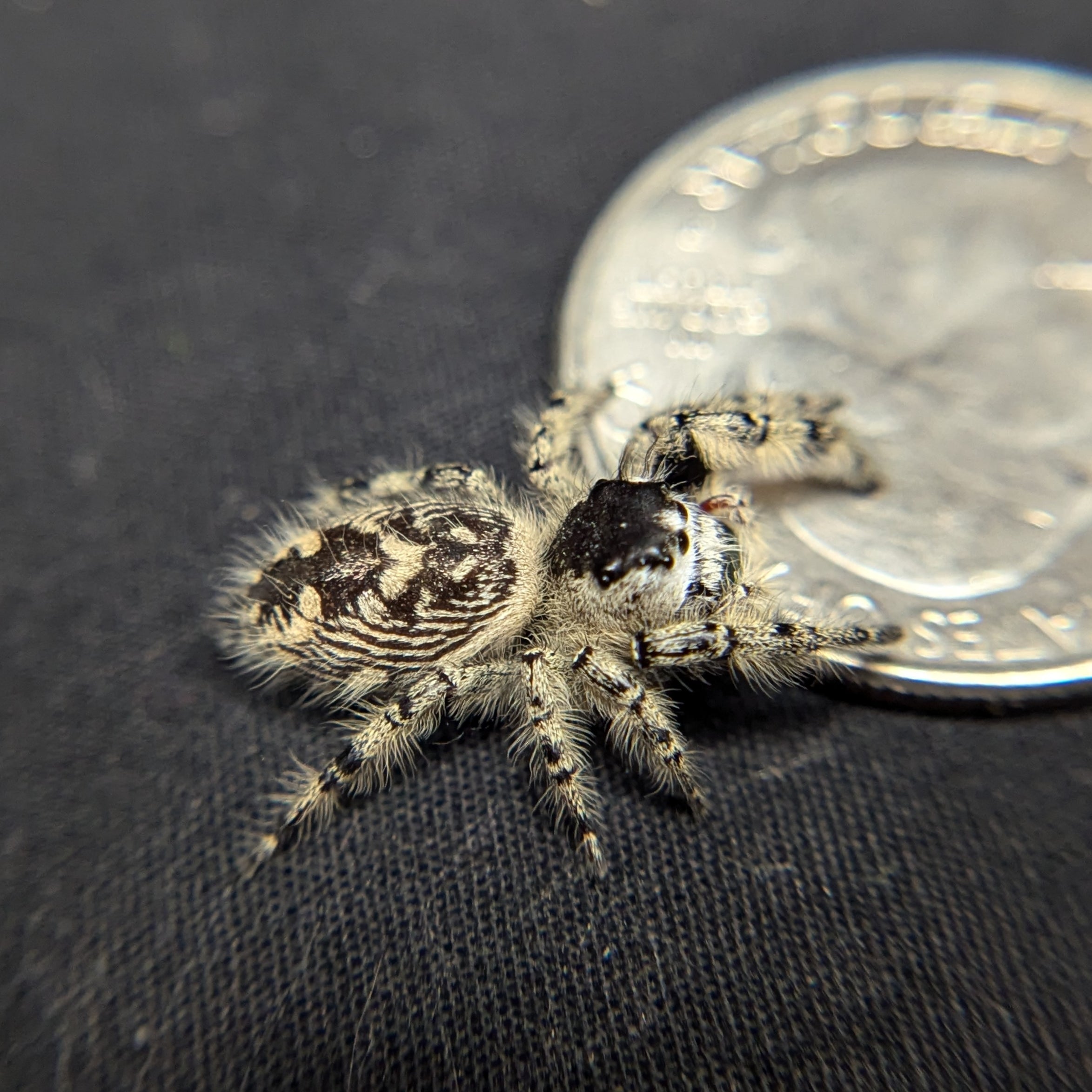 Otiosus Jumping Spider “Cookie Crave”