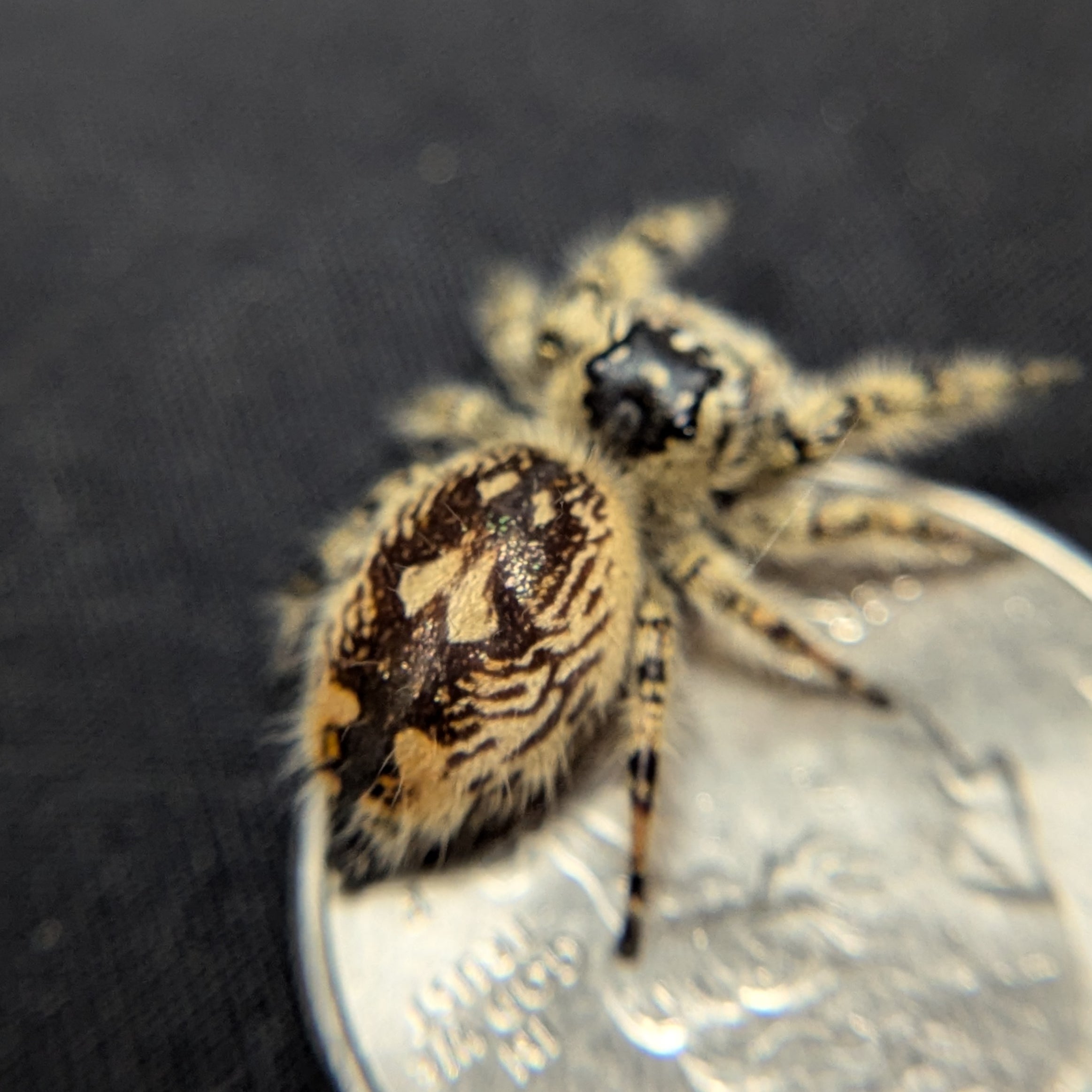 Otiosus Jumping Spider “Macaroon”
