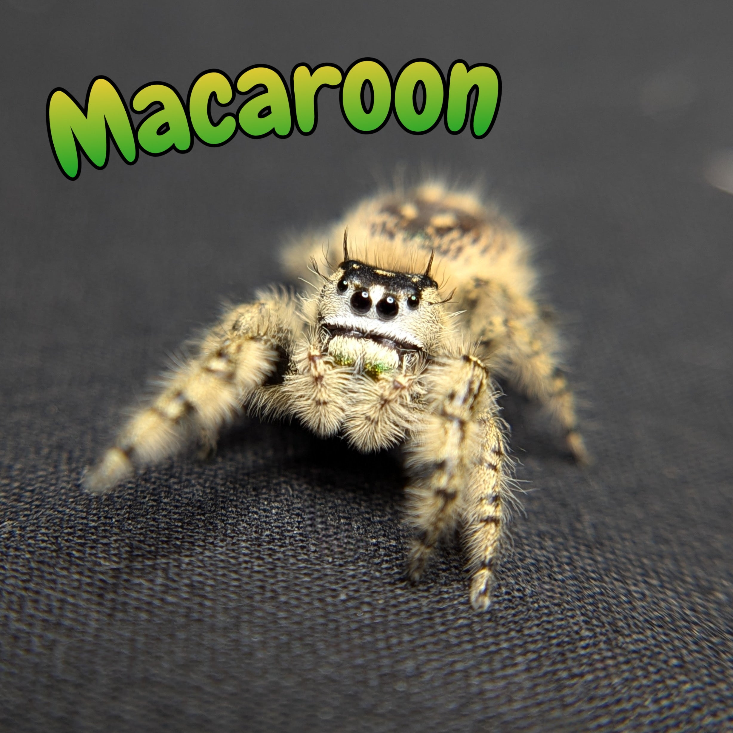 Otiosus Jumping Spider “Macaroon”
