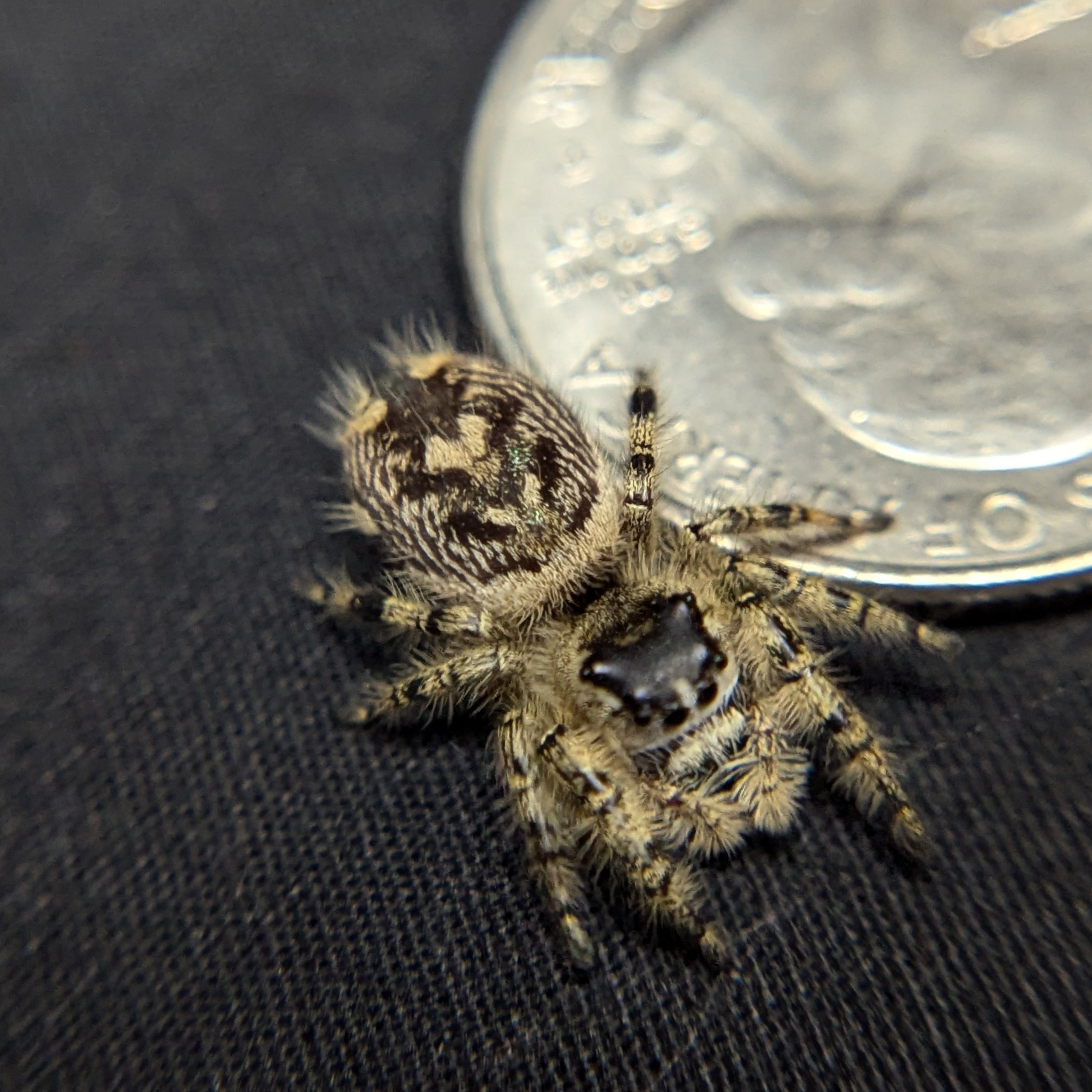 Otiosus Jumping Spider “Bonbon”