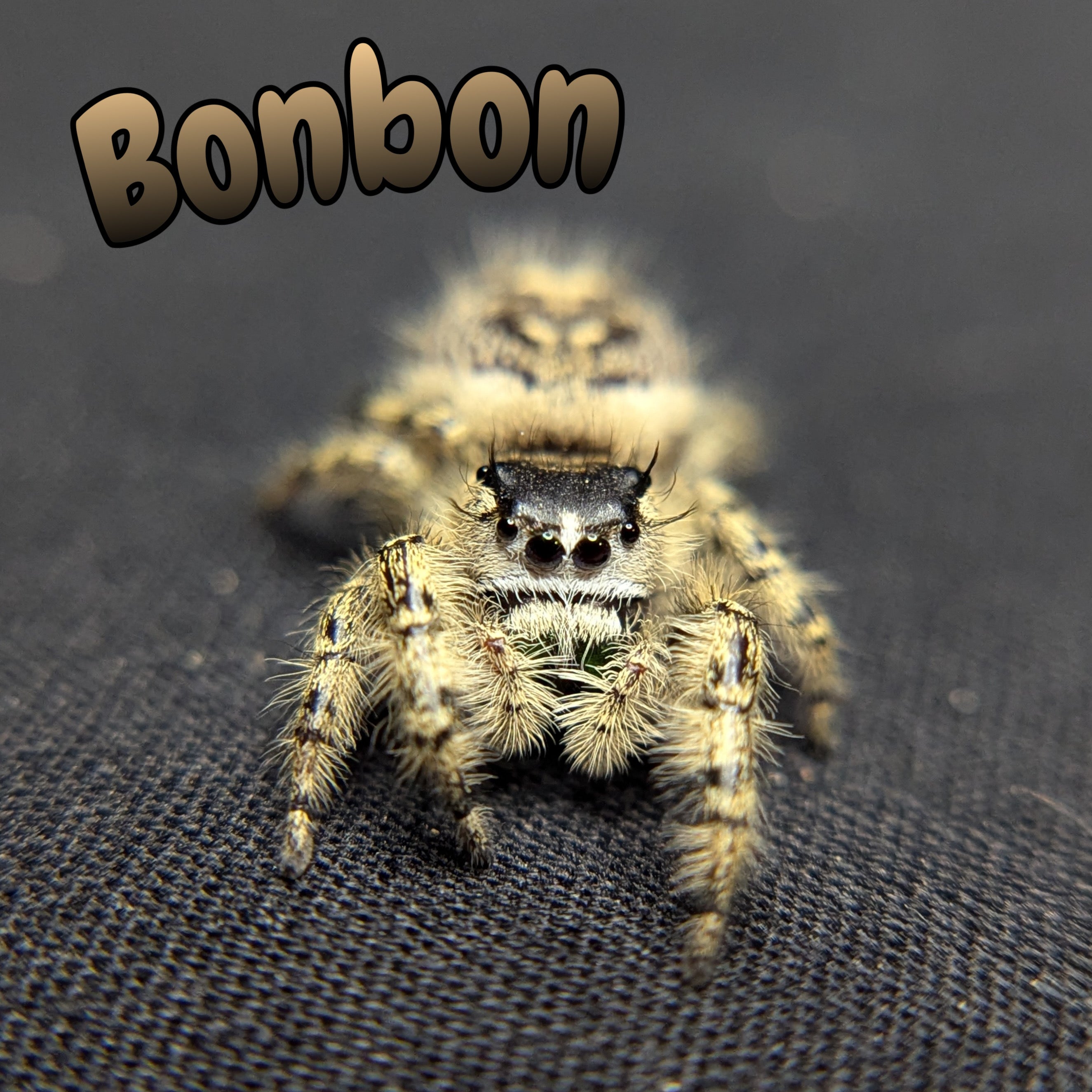 Otiosus Jumping Spider “Bonbon”