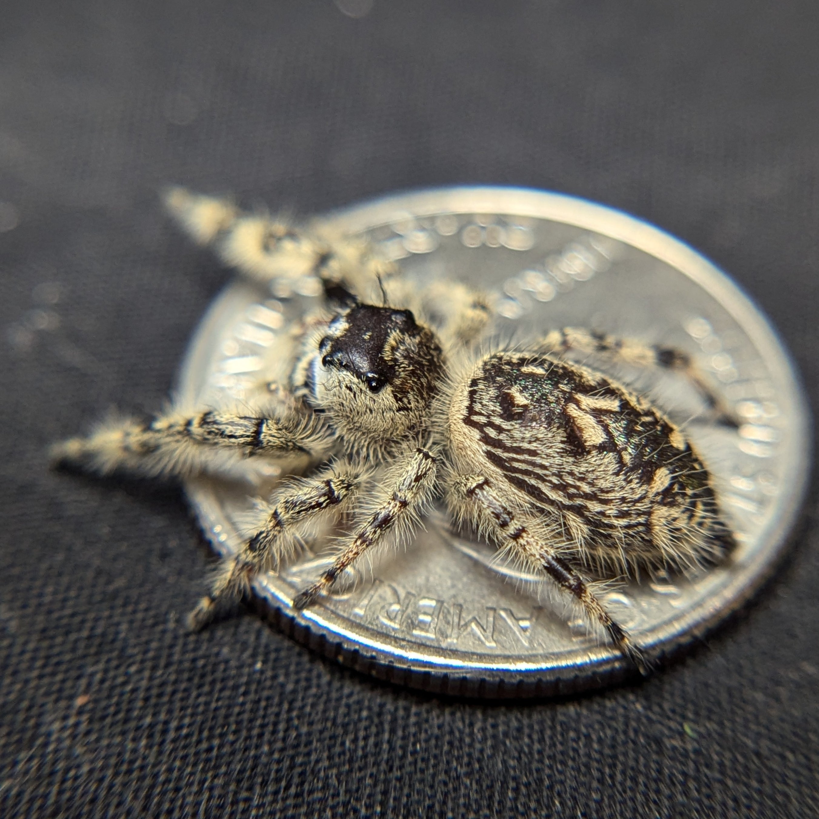 Otiosus Jumping Spider “Custard”