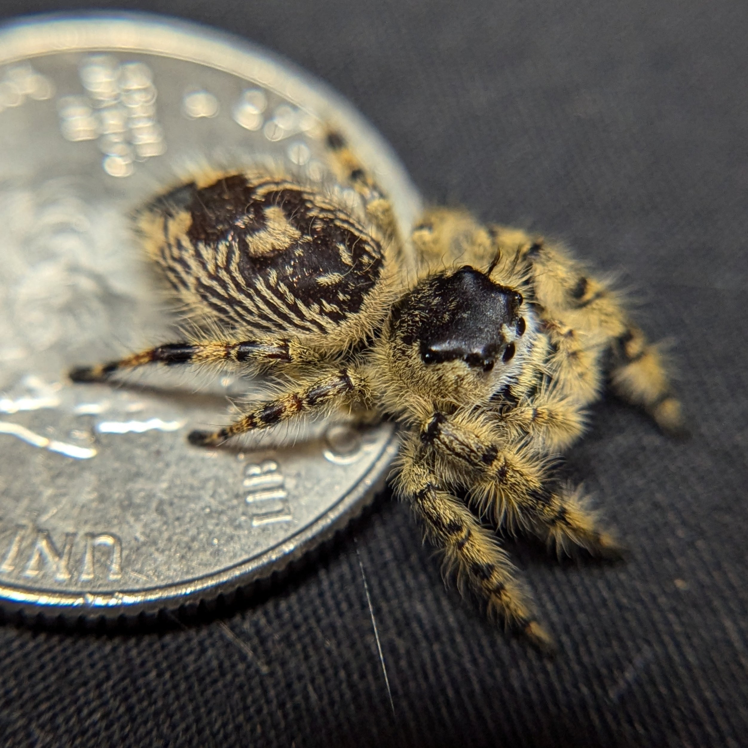 Otiosus Jumping Spider “Citrus Swirl”