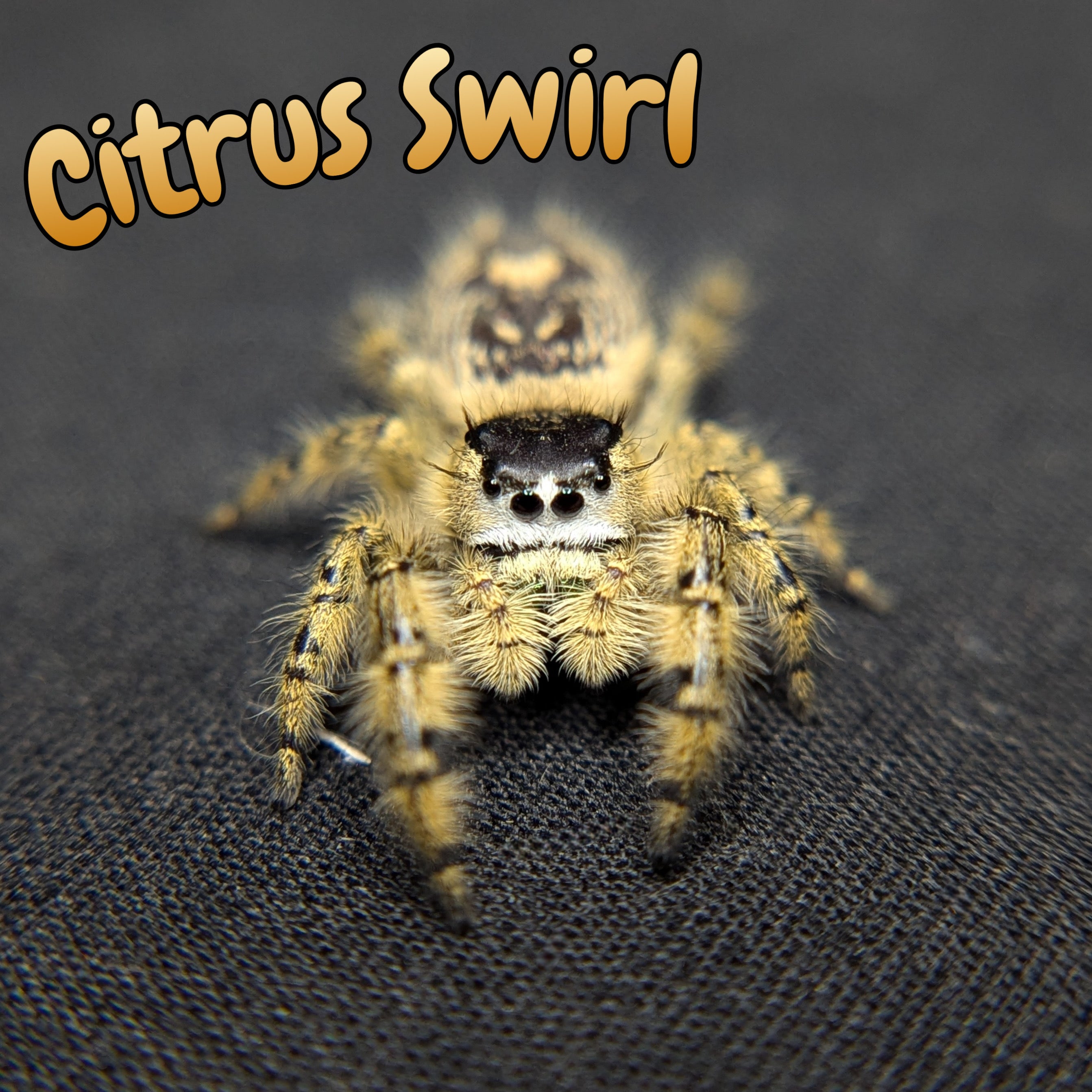 Otiosus Jumping Spider “Citrus Swirl”