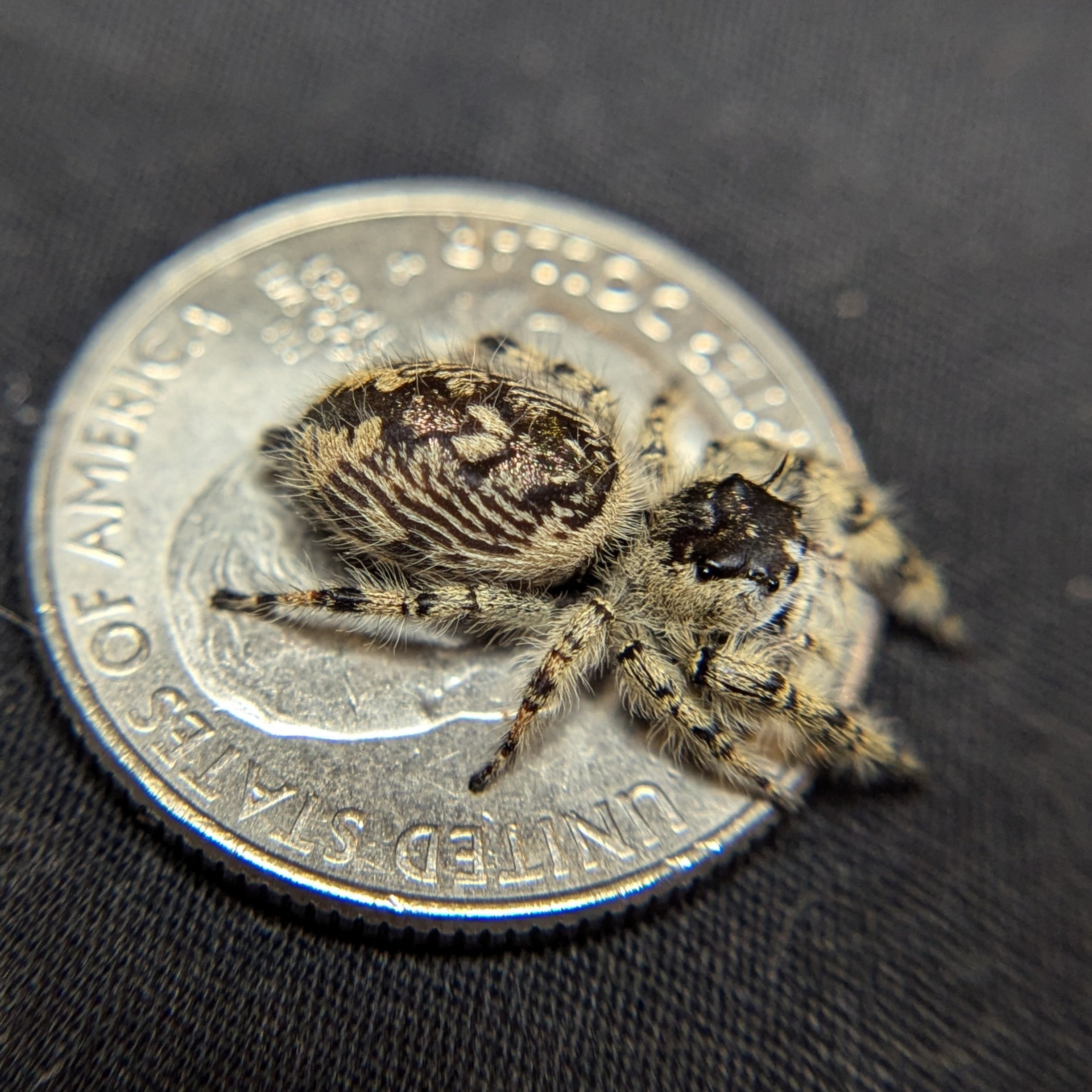 Otiosus Jumping Spider “Cream Puff”