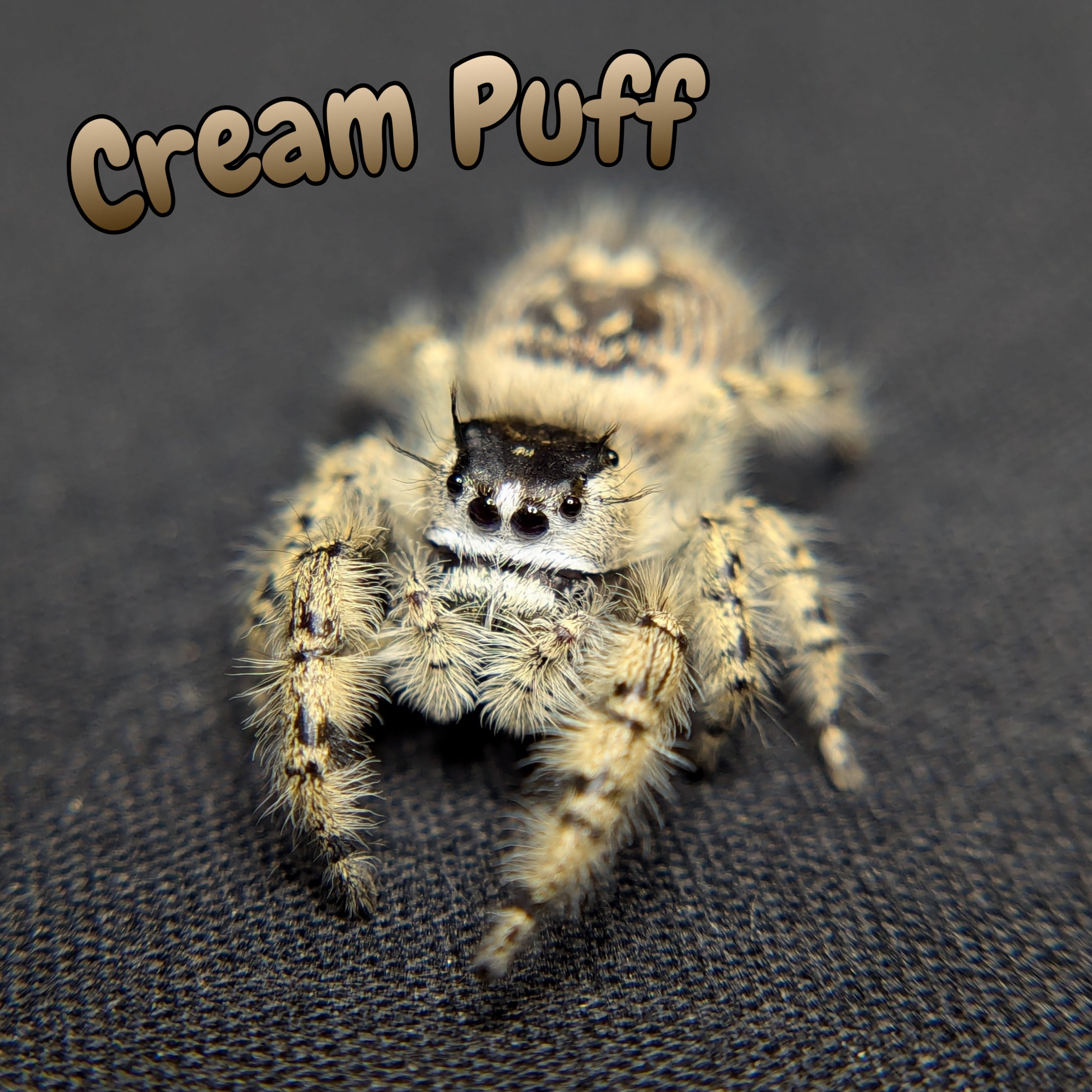 Otiosus Jumping Spider “Cream Puff”
