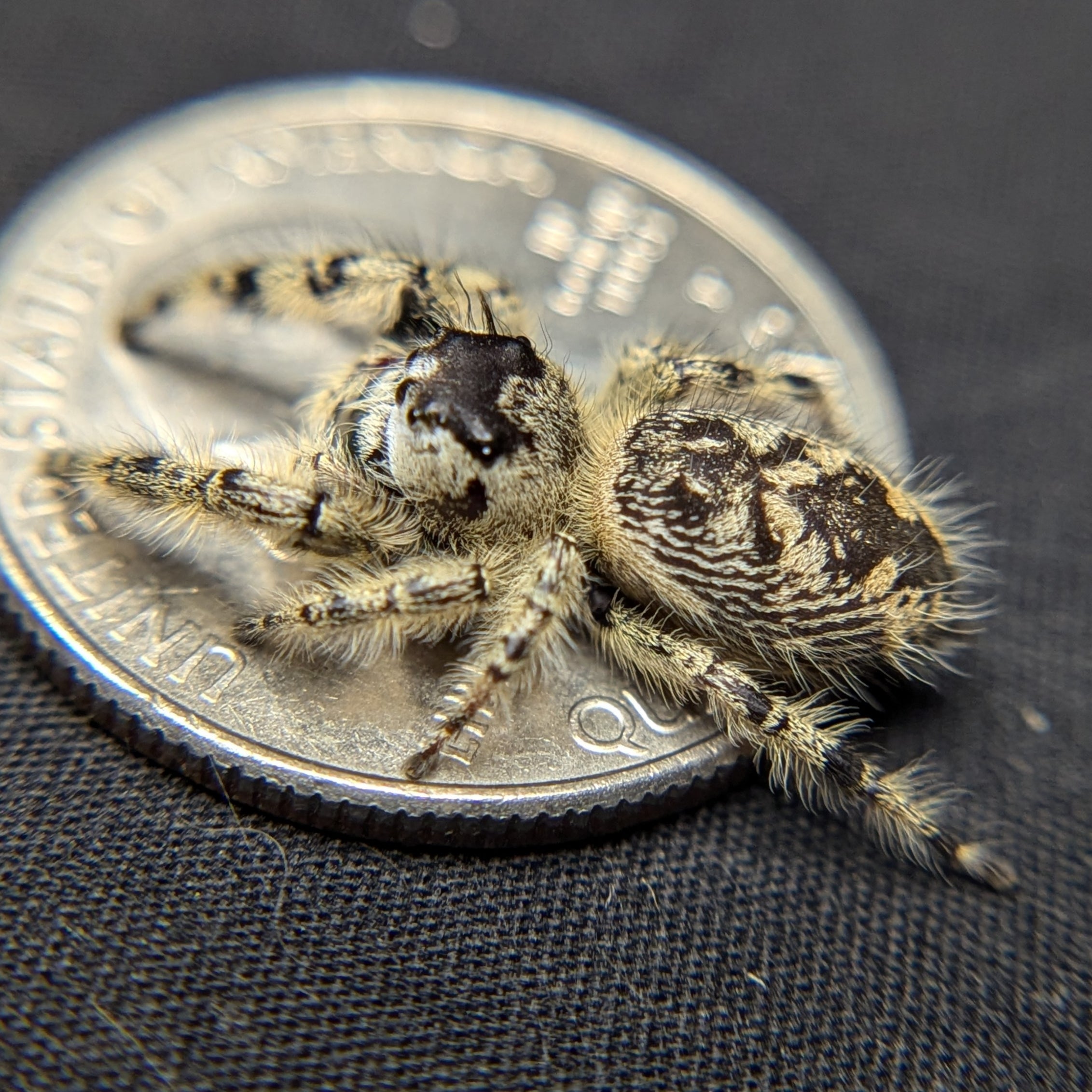 Otiosus Jumping Spider “Coco Crave”