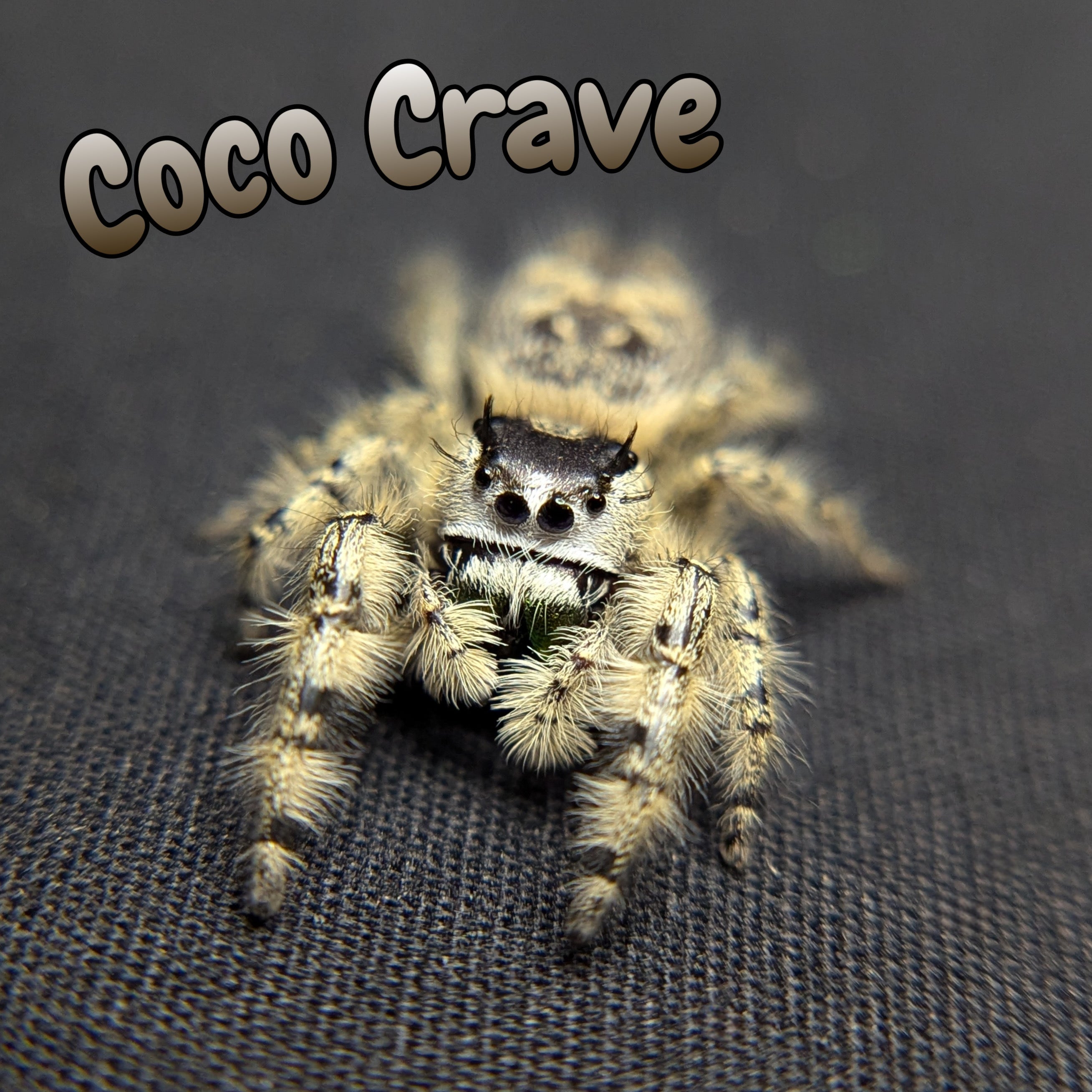Otiosus Jumping Spider “Coco Crave”