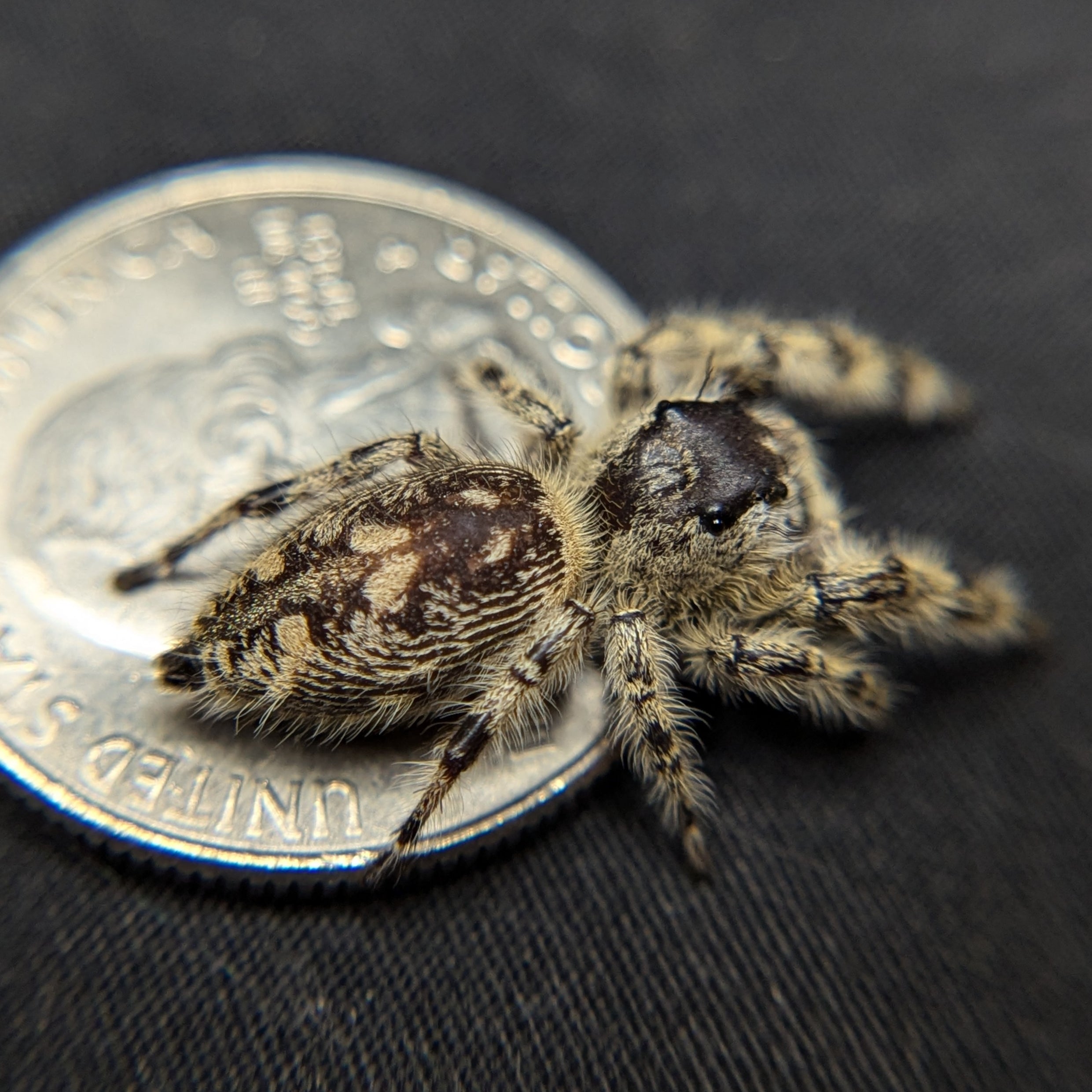 Otiosus Jumping Spider “Orange Crush”