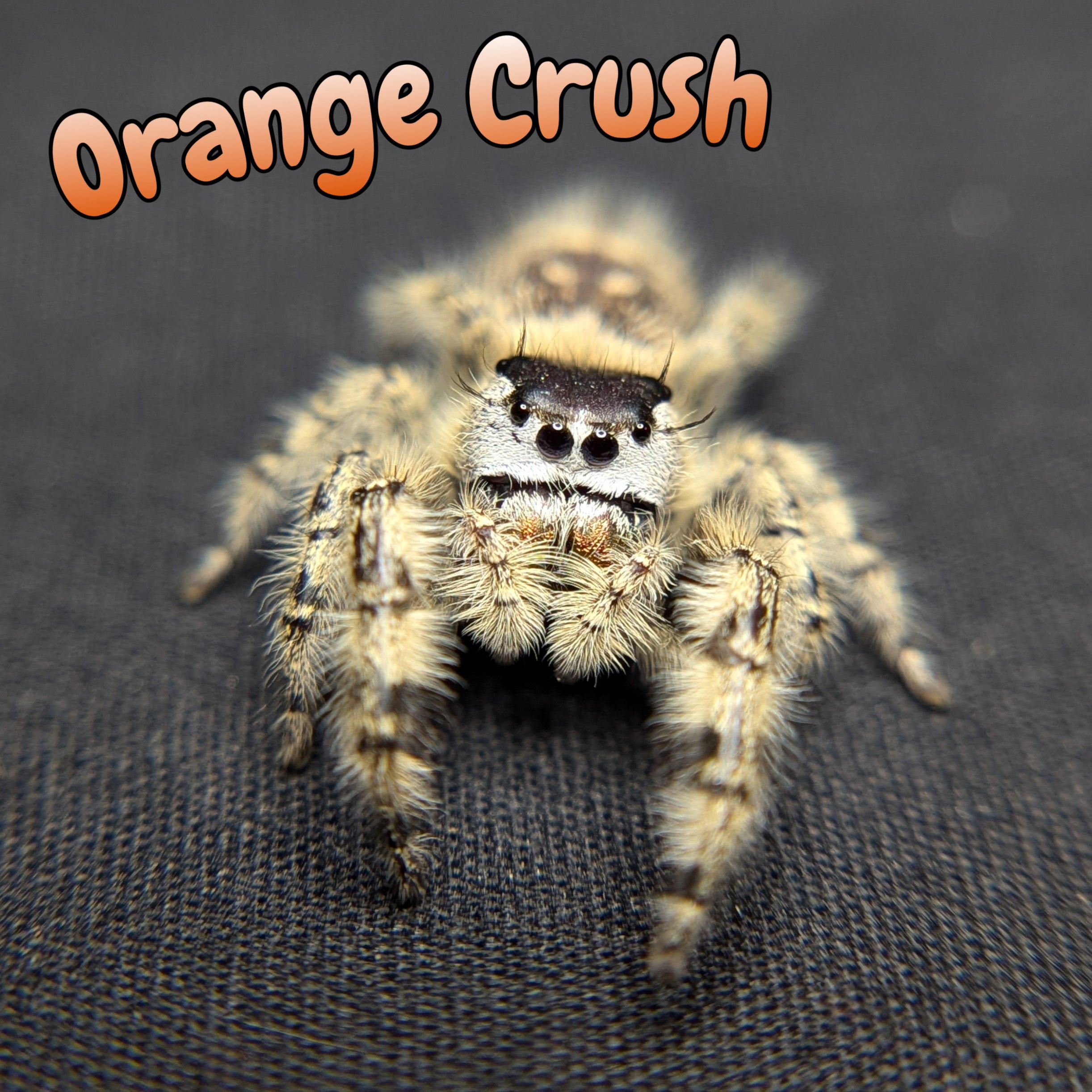 Otiosus Jumping Spider “Orange Crush”