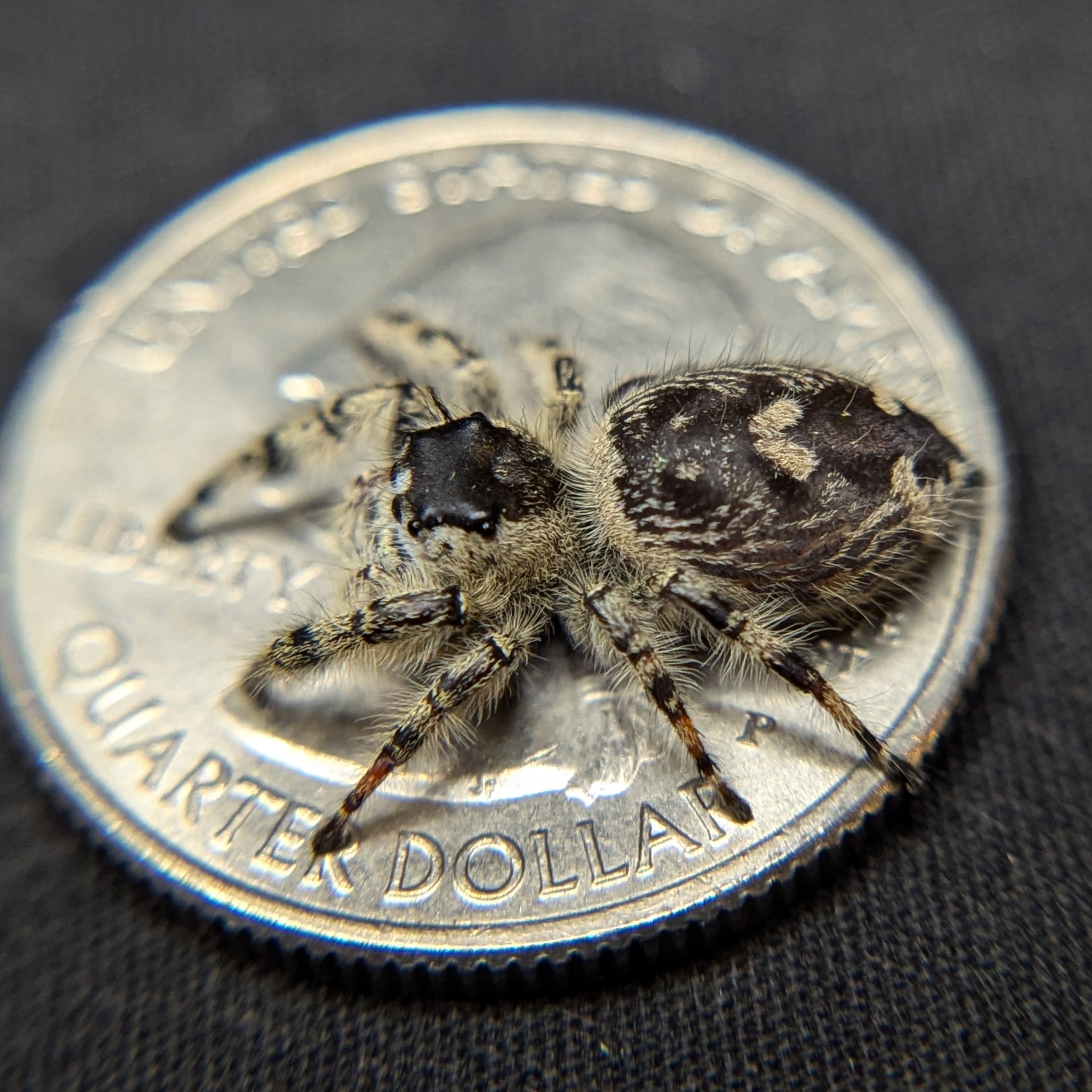 Otiosus Jumping Spider “Fudge Pop”