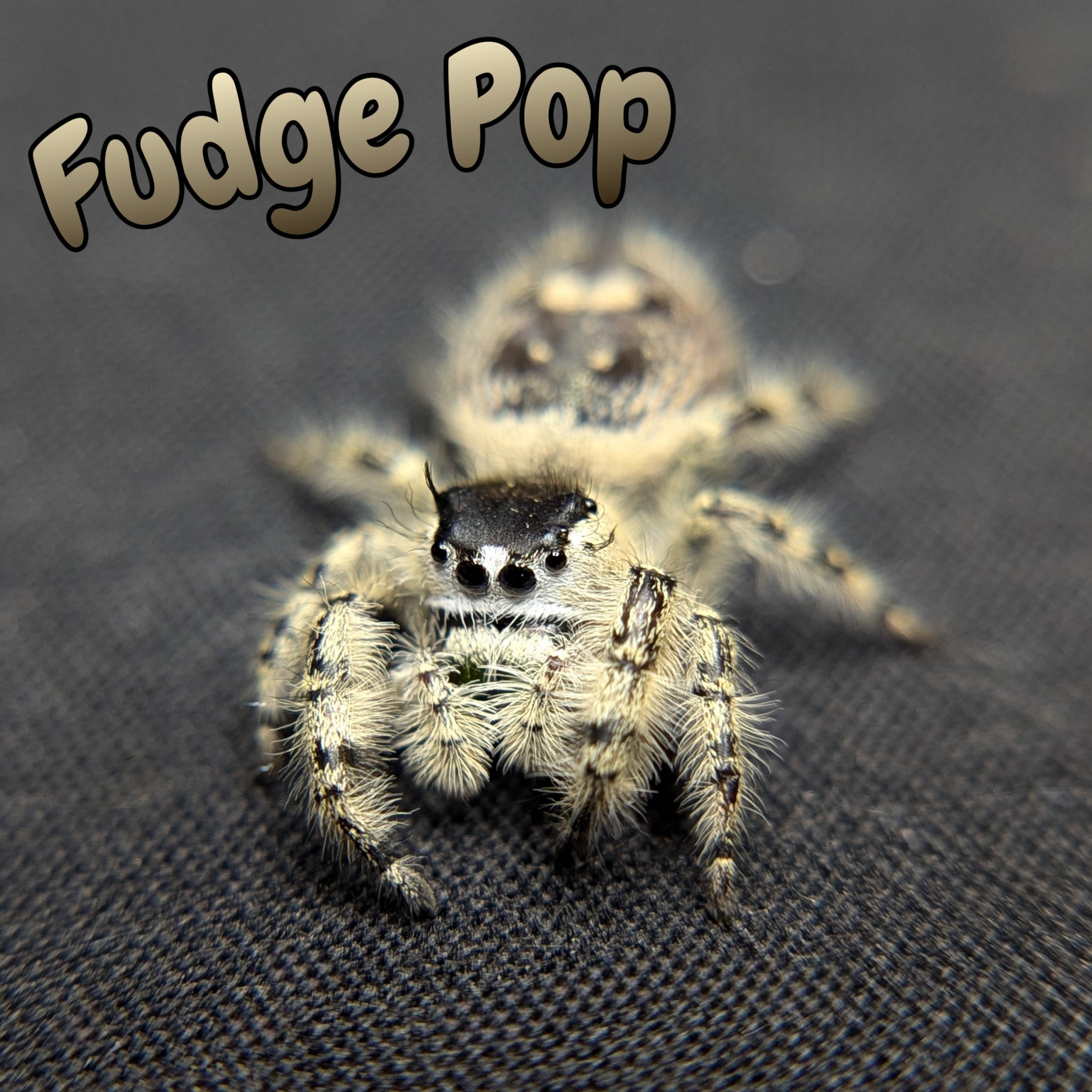Otiosus Jumping Spider “Fudge Pop”