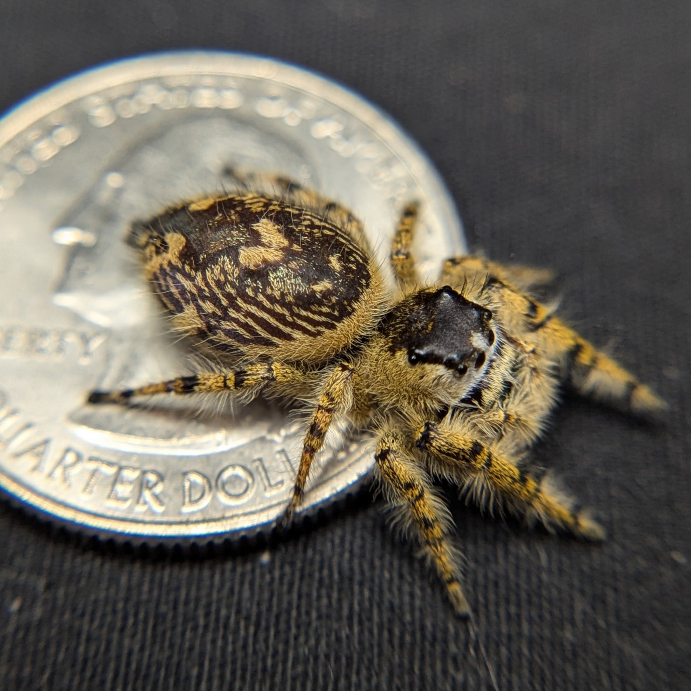 Otiosus Jumping Spider “Mandarin Mousse”