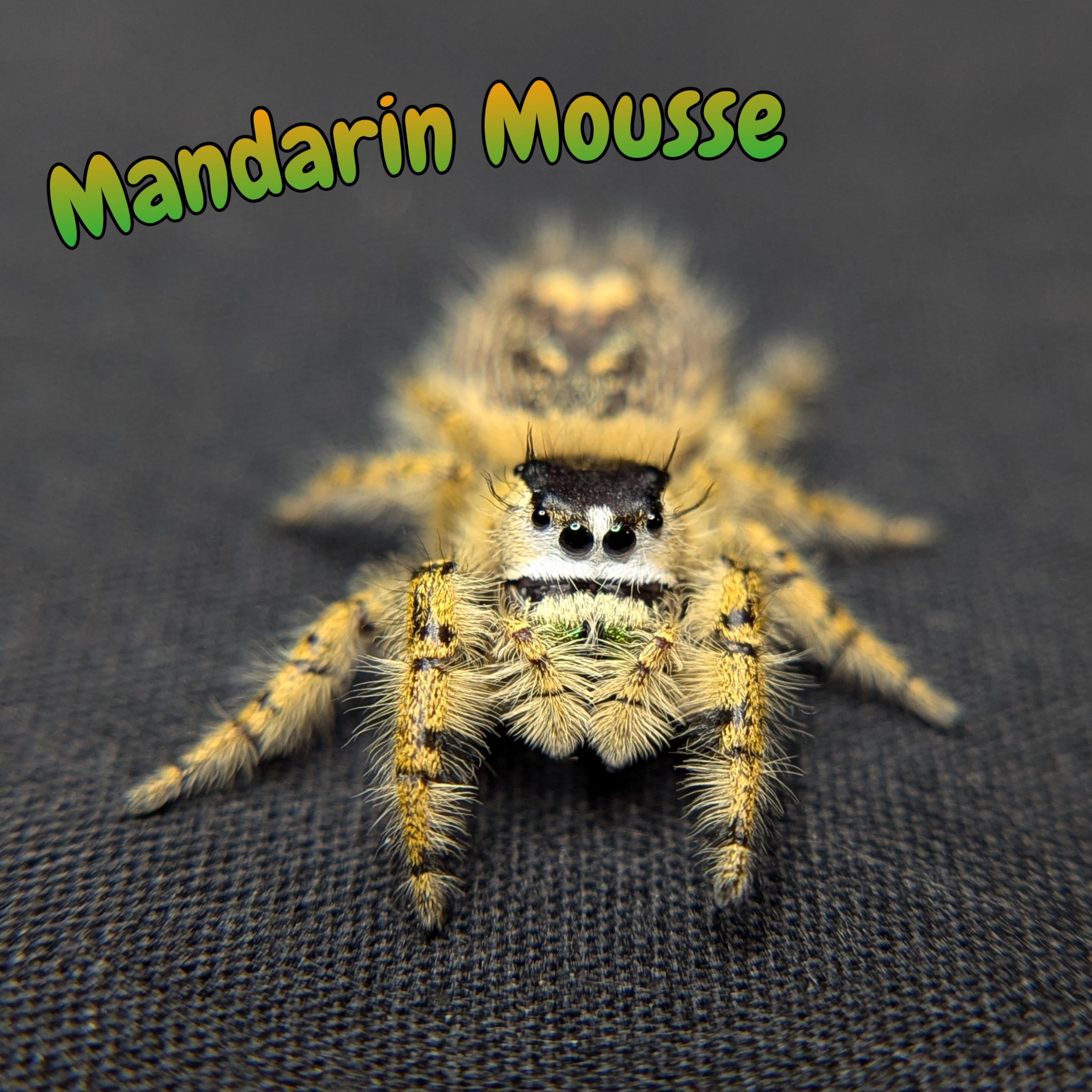 Otiosus Jumping Spider “Mandarin Mousse”