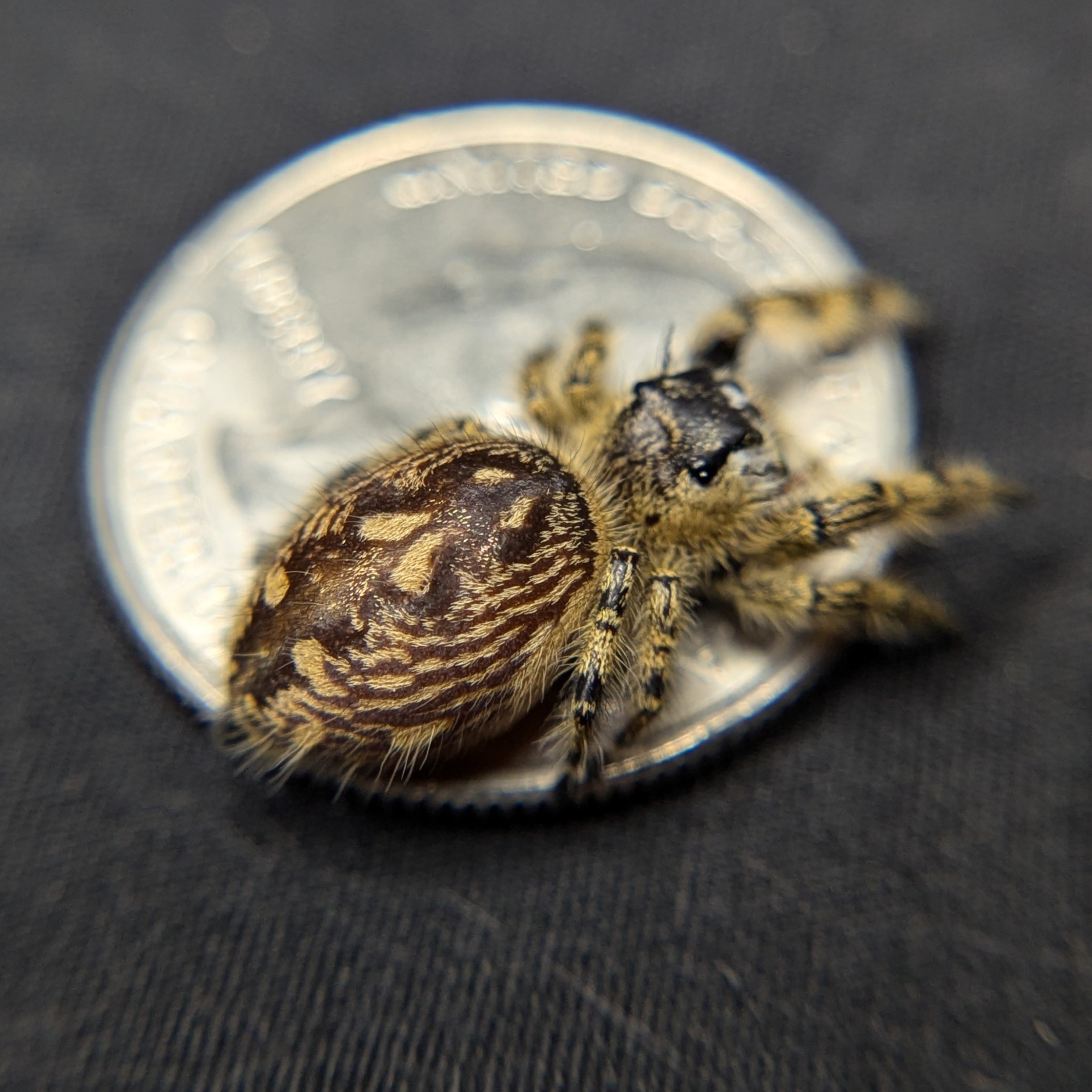 Otiosus Jumping Spider “Tangy Tart”