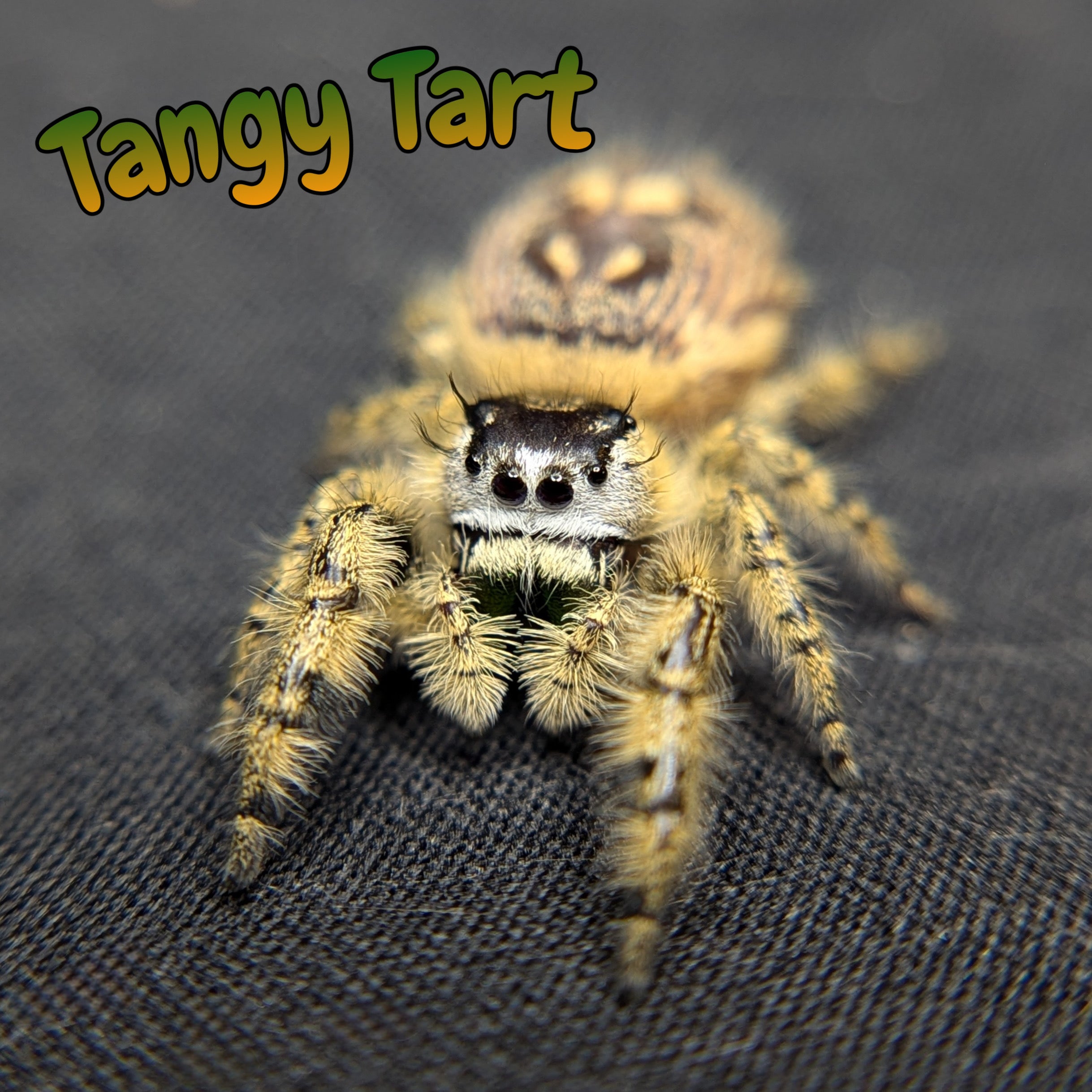 Otiosus Jumping Spider “Tangy Tart”