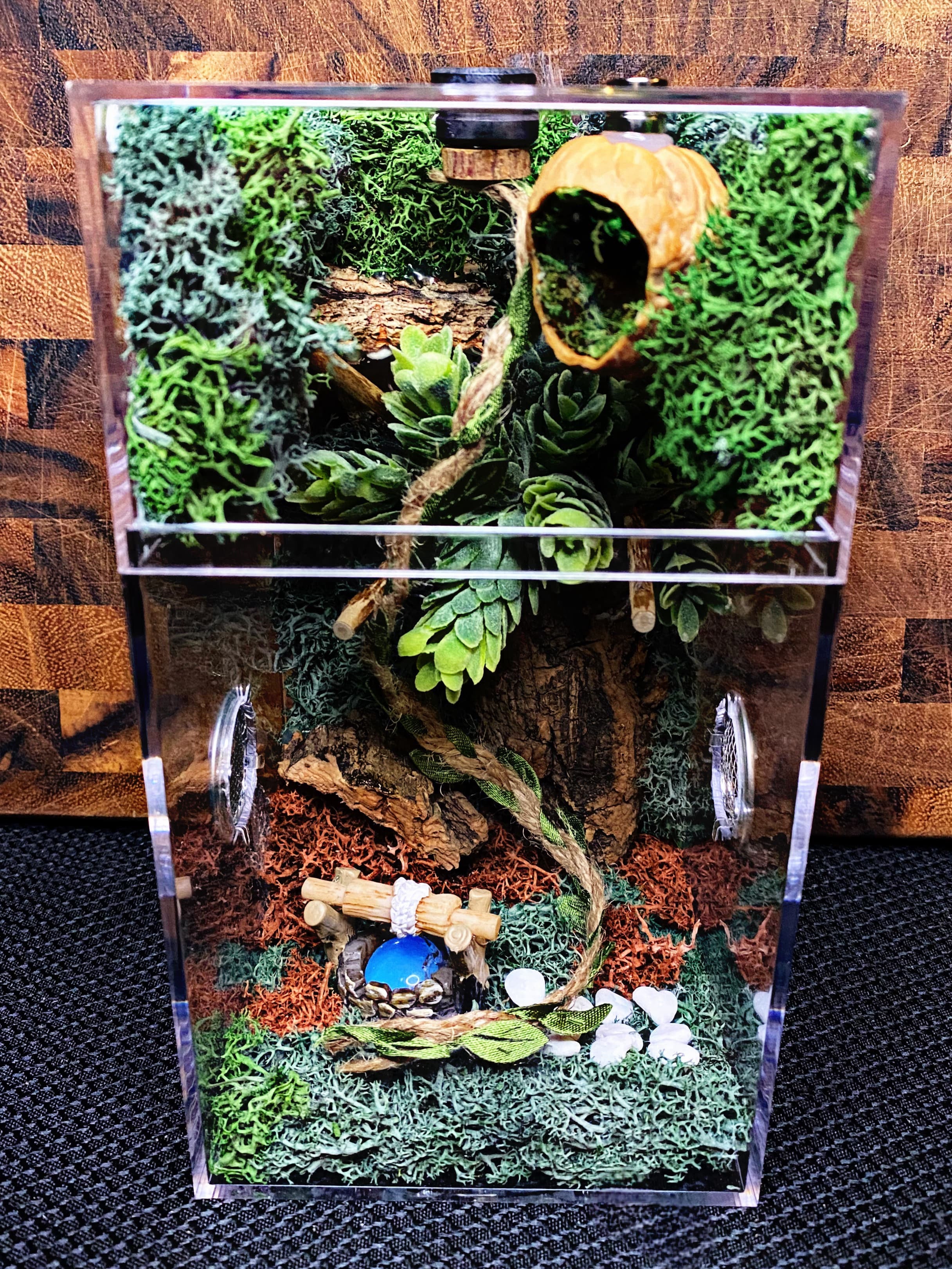 Custom Jumping Spider Enclosure