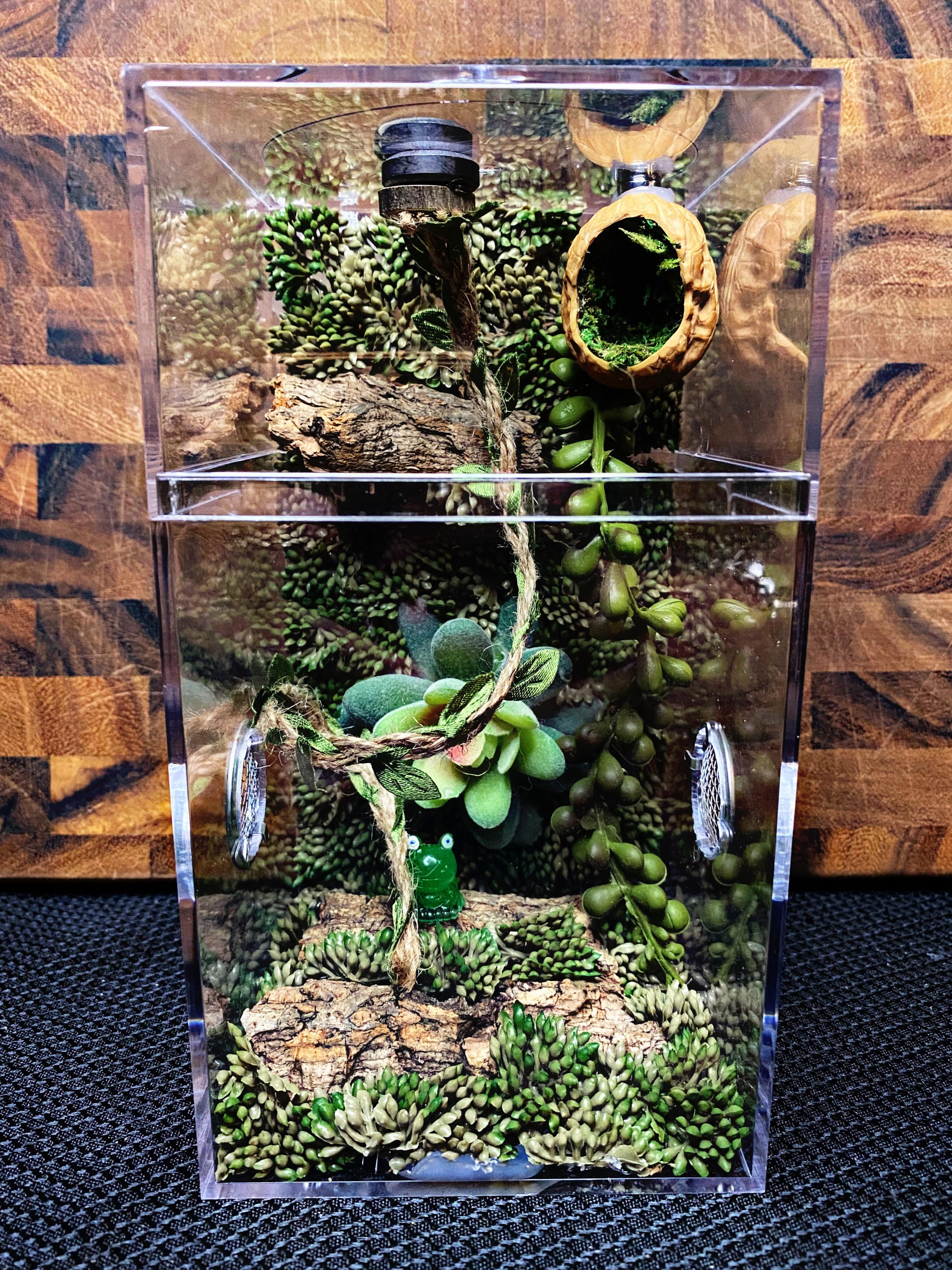 Custom Jumping Spider Enclosure