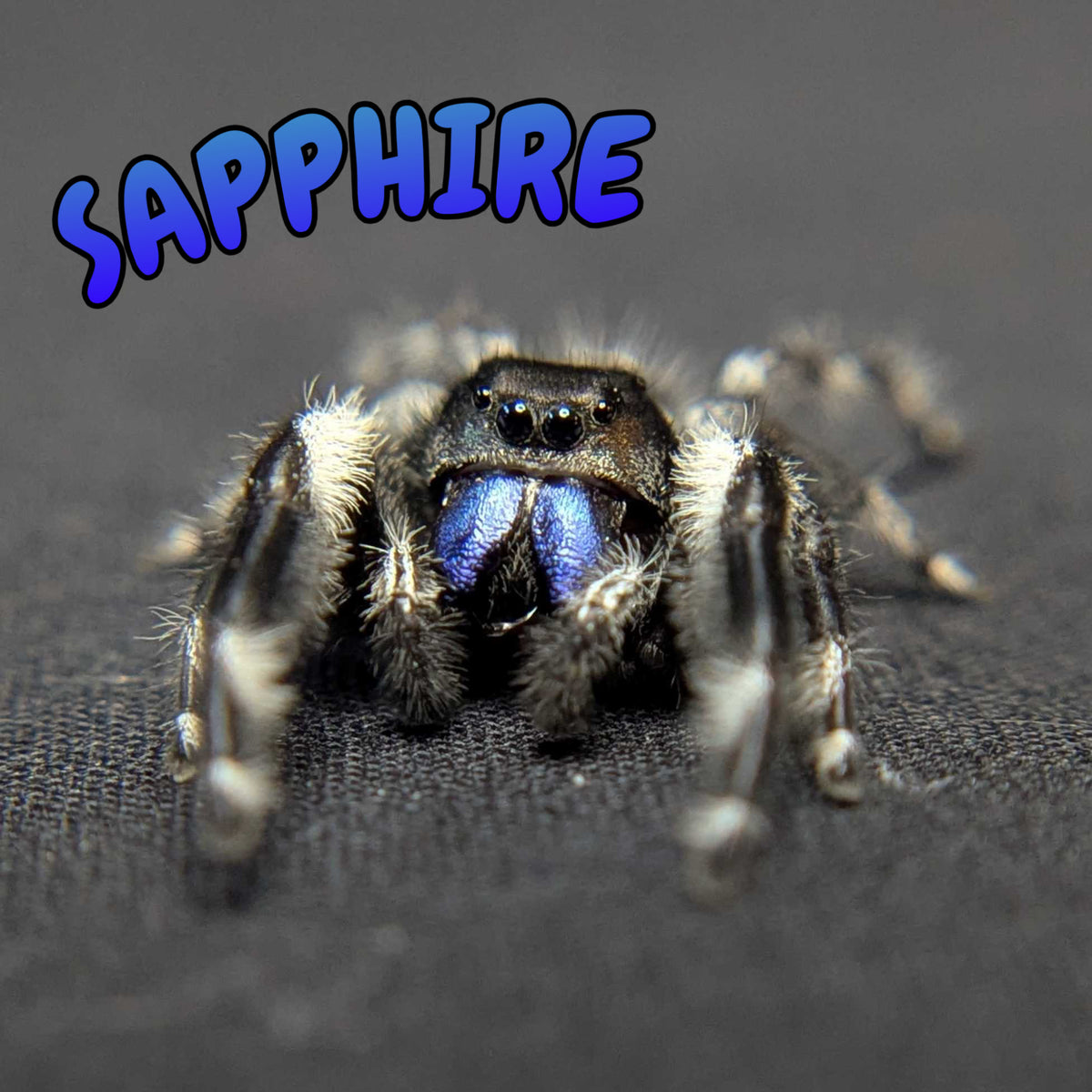 Regal Jumping Spider "Sapphire" (Rare)